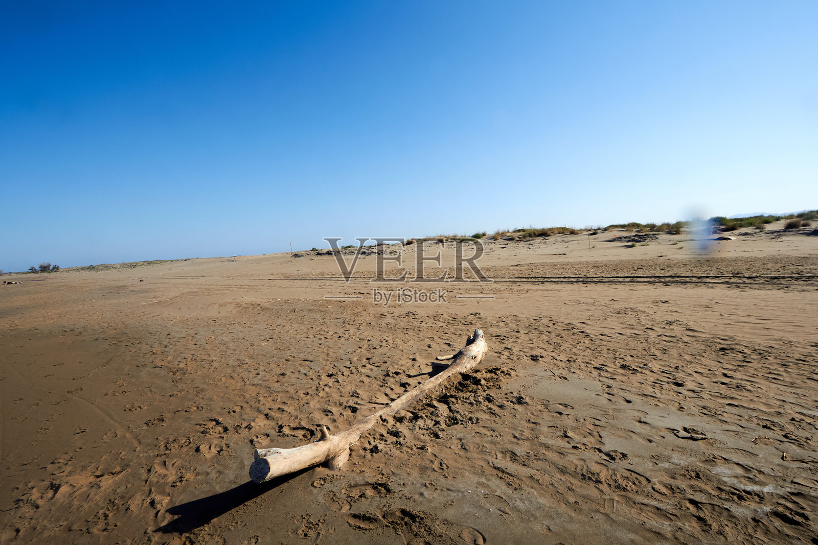 荒沙中的漂流木照片摄影图片