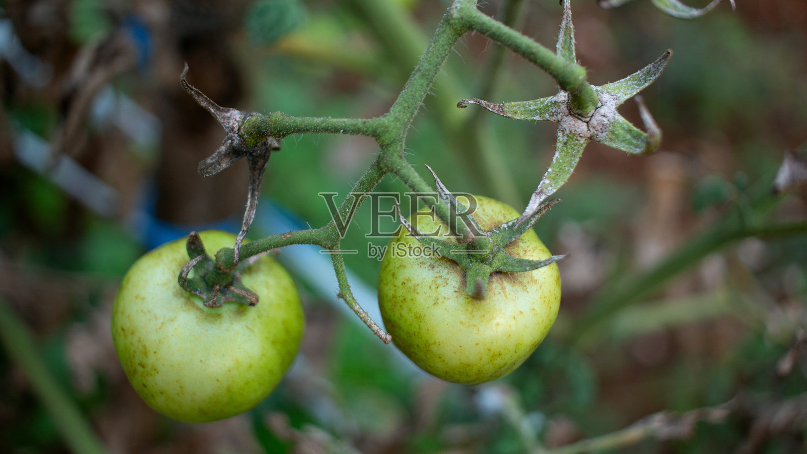 花园里的新鲜绿色番茄照片摄影图片