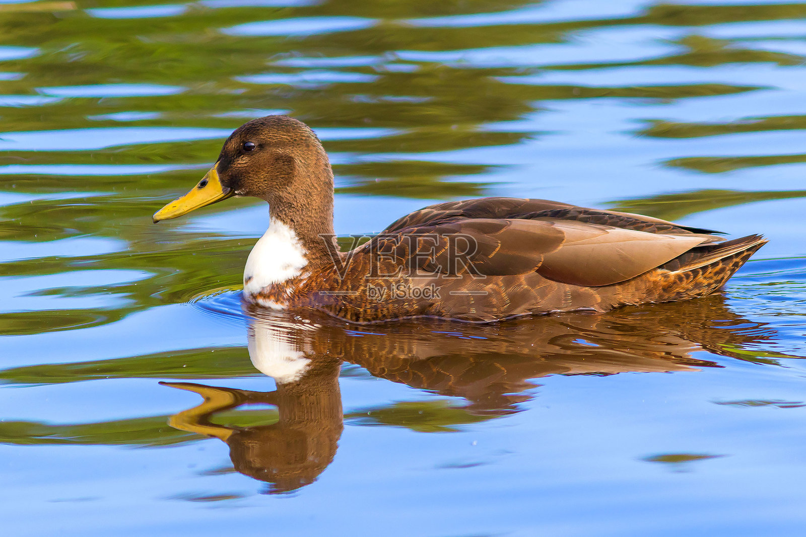 一只野生的棕色绿头鸭在河水中游泳。照片摄影图片