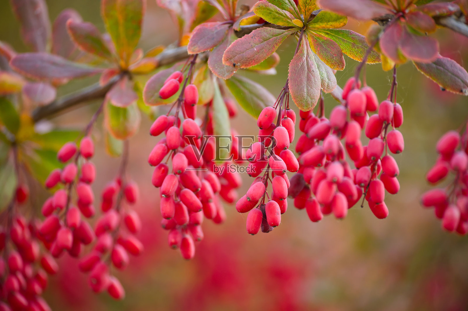 鲜艳的红色小檗果紧密聚集在叶枝上照片摄影图片