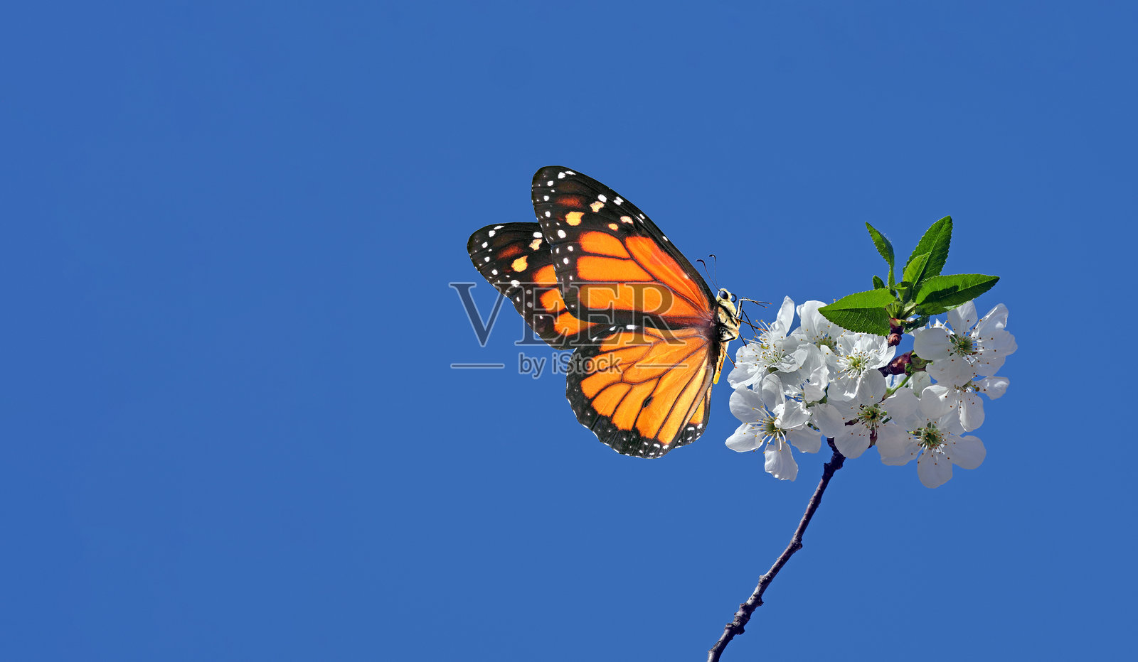 明亮的橙色热带君主蝴蝶停在樱花上，背景是蓝天。樱花枝和蝴蝶。留白空间。照片摄影图片