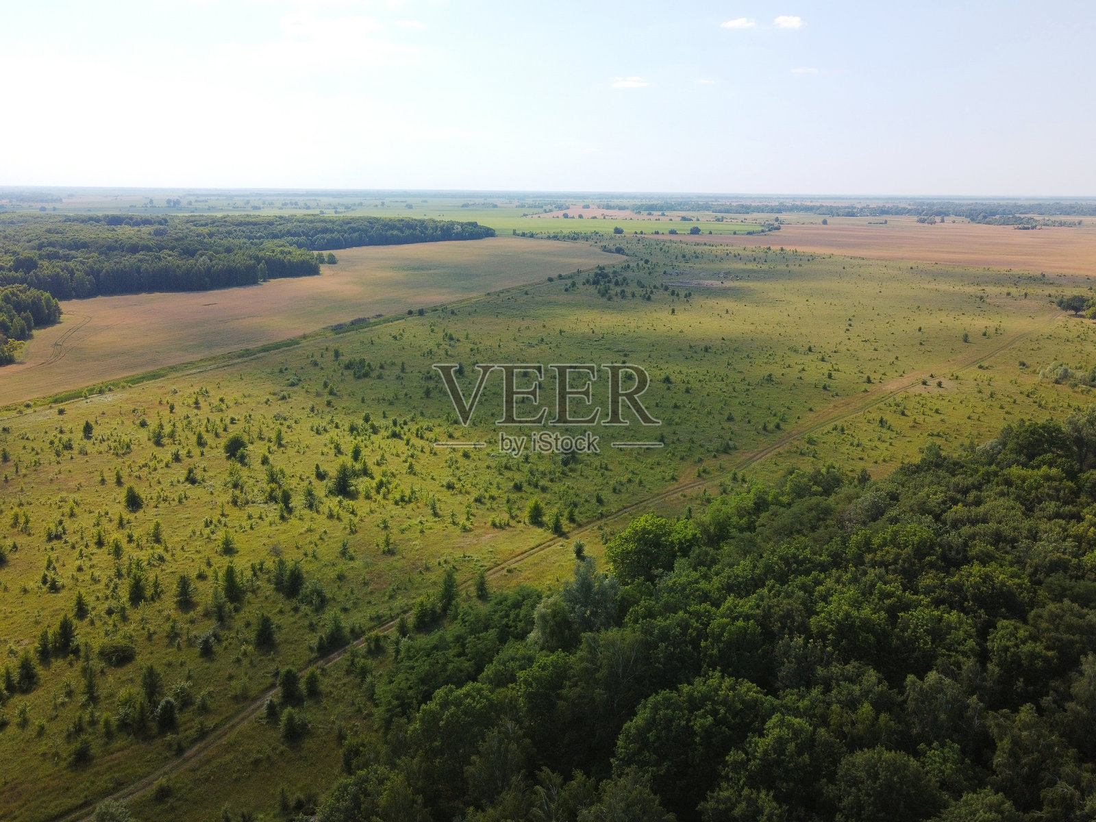 小型绿色林地，鸟瞰图。年轻森林中的树木，风景。照片摄影图片