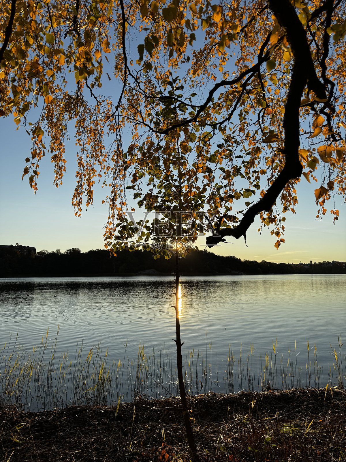 秋天的树叶特写照片摄影图片