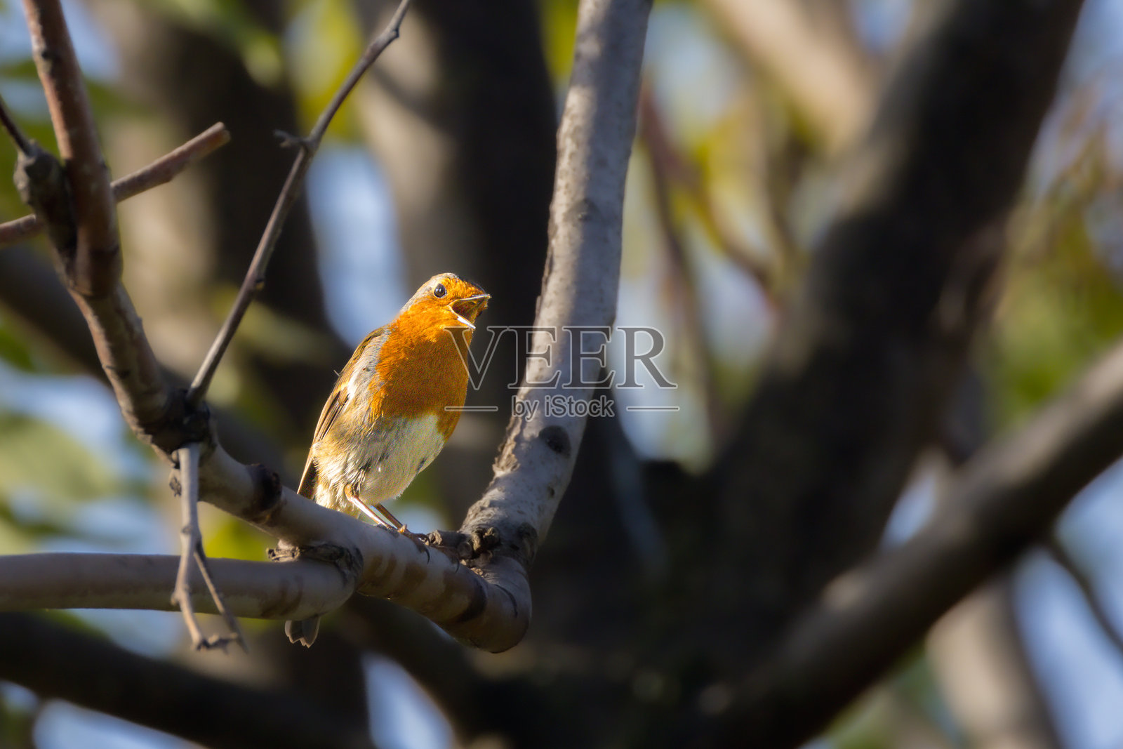 欧洲知更鸟在晨光中歌唱照片摄影图片