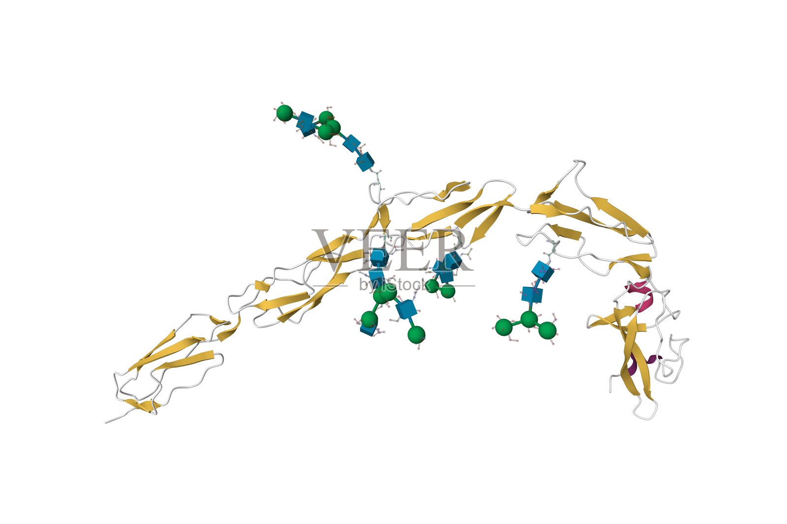 从血浆中纯化的β-2糖蛋白I的晶体结构（pB2GPI）照片摄影图片