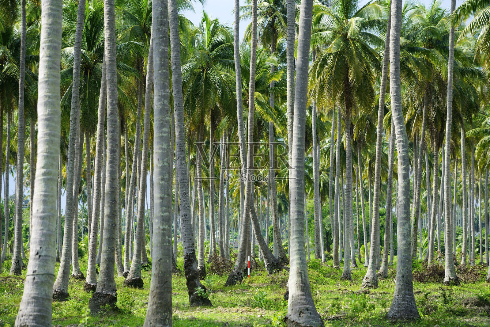 郁郁葱葱的椰子树在热带风景中照片摄影图片