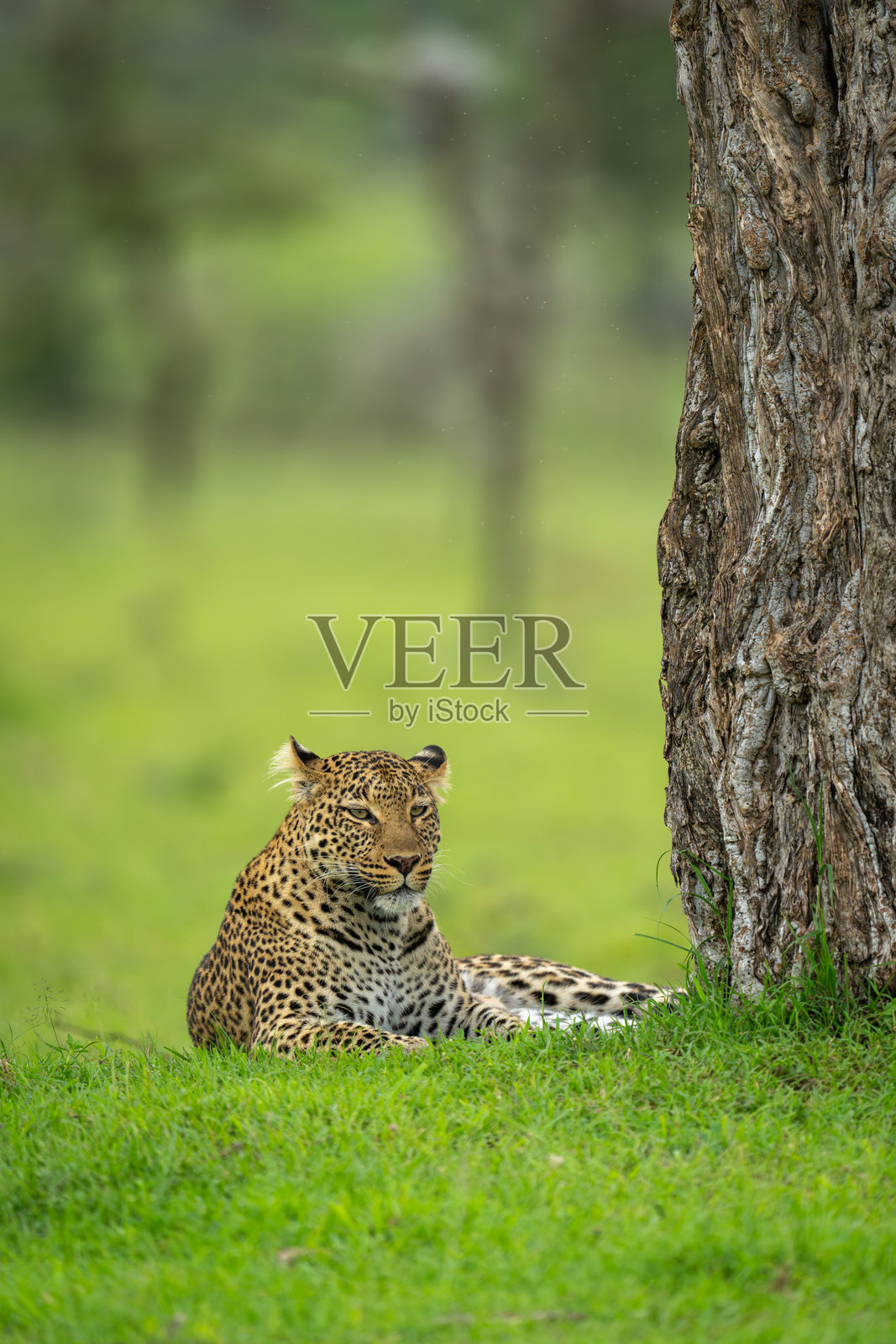 雌性豹子卧在树根下照片摄影图片