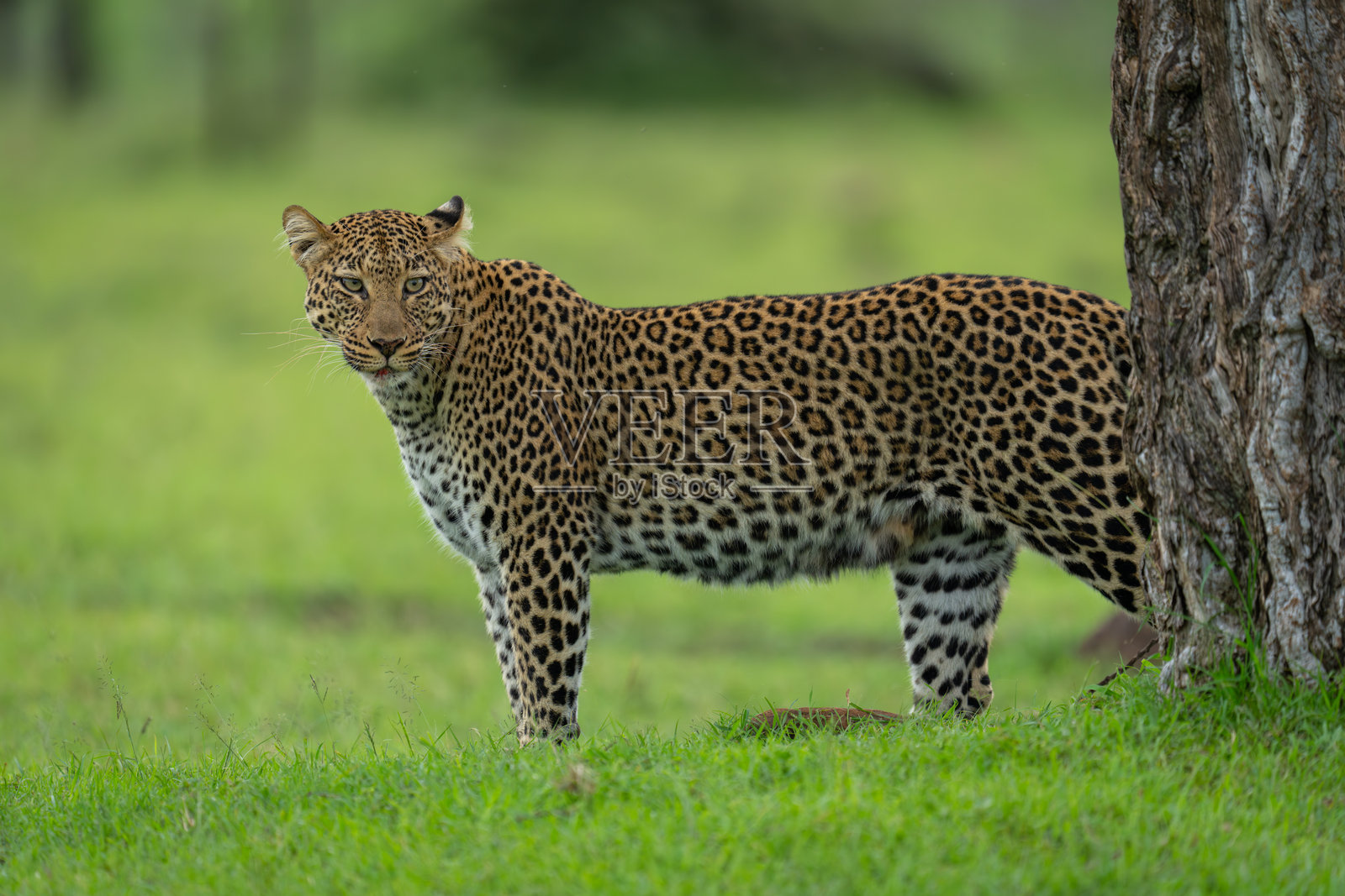 雌性豹子站在树旁，转头观察。照片摄影图片
