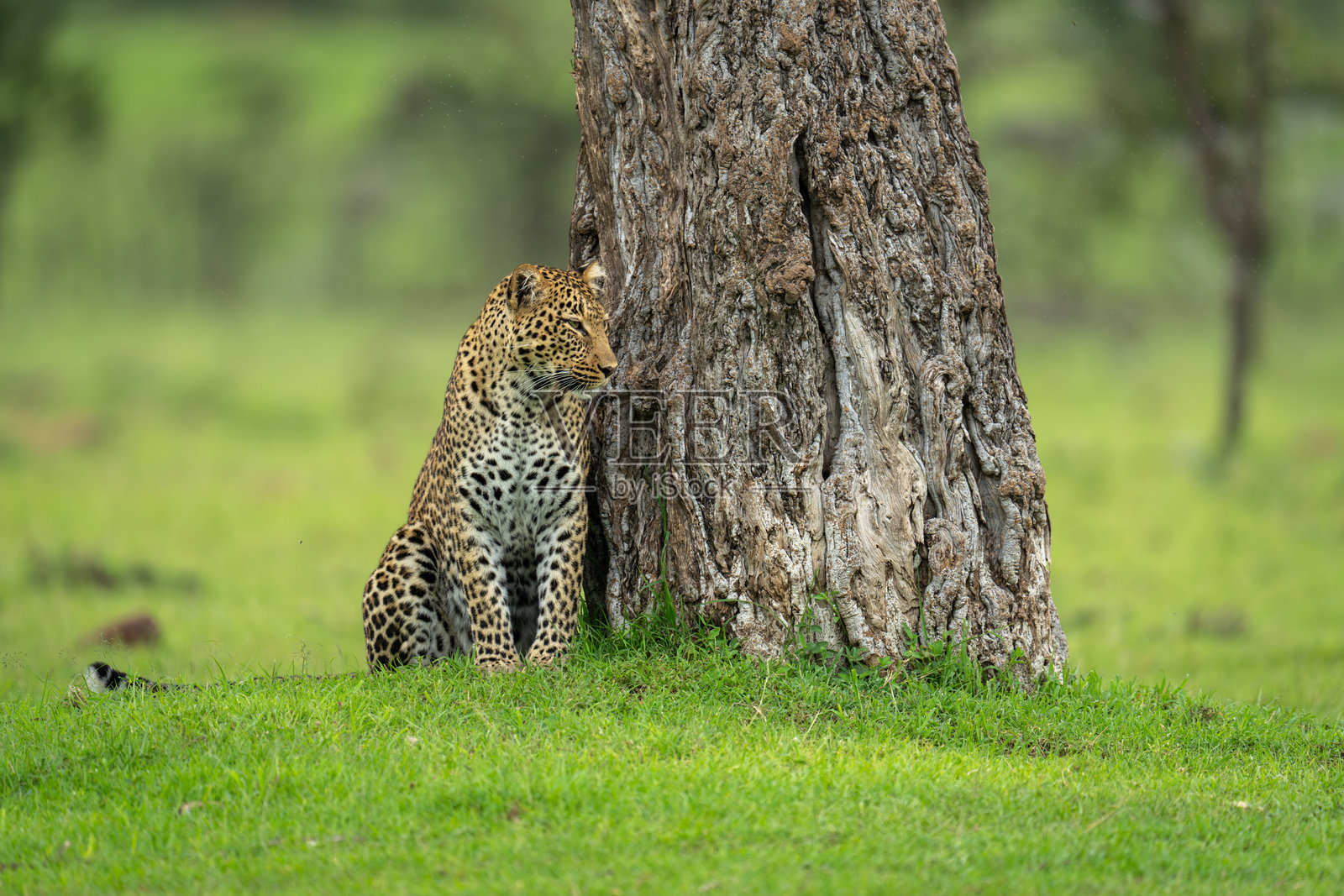 雌性豹子坐着，目光投向树干之外照片摄影图片