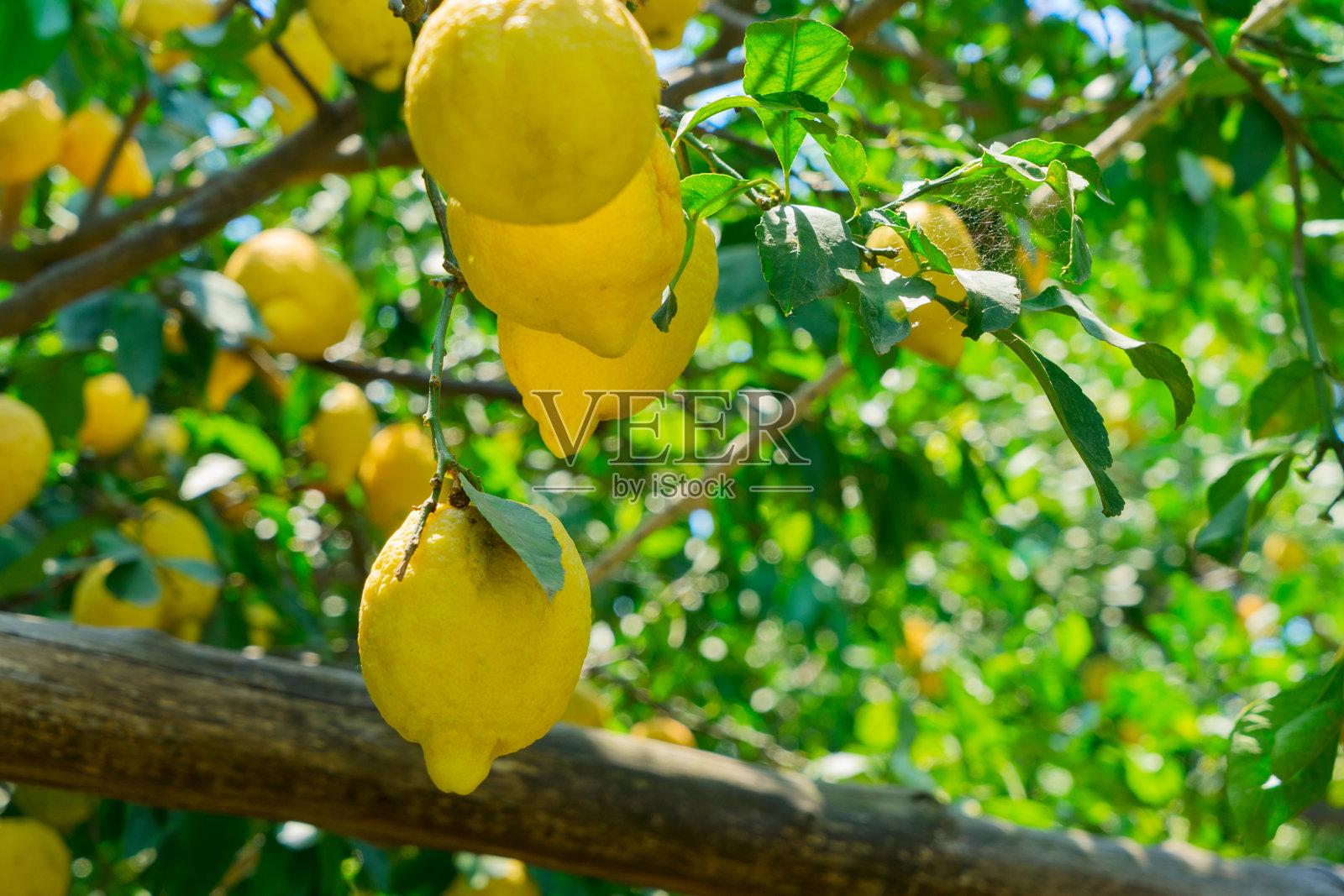 索伦托的柠檬园照片摄影图片