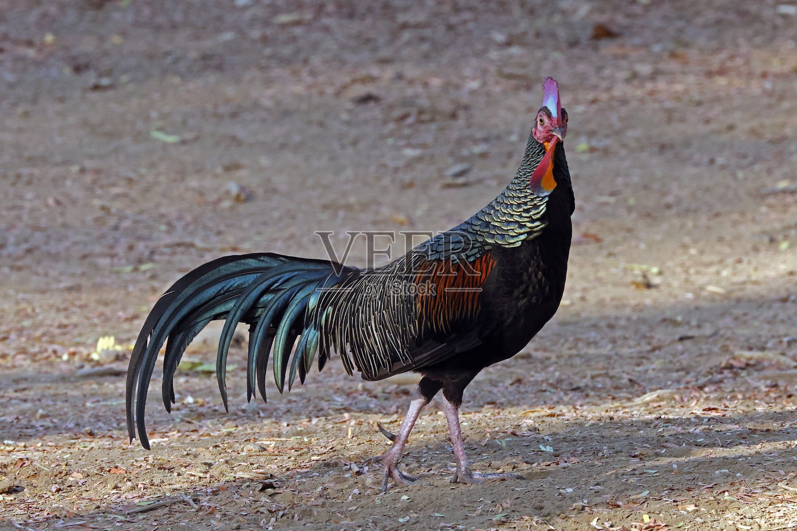 绿丛林鸡照片摄影图片