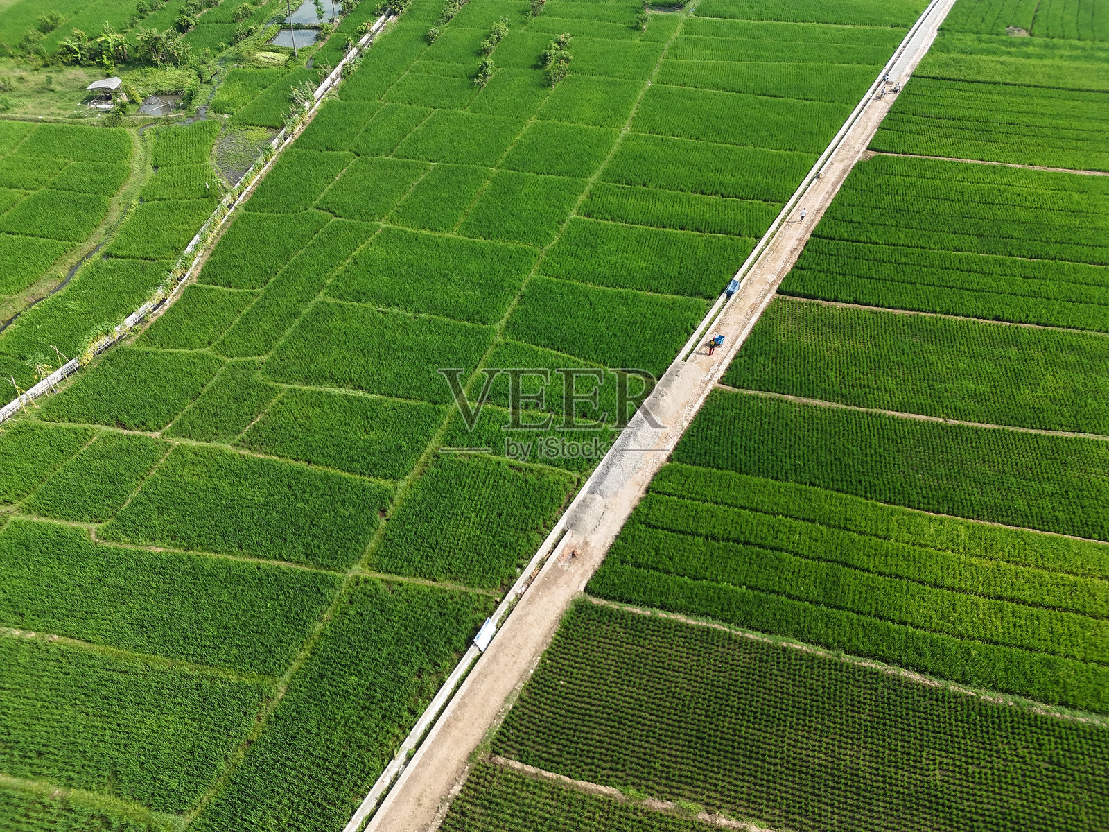 稻田中央的笔直道路。郁郁葱葱的稻田鸟瞰图。照片摄影图片
