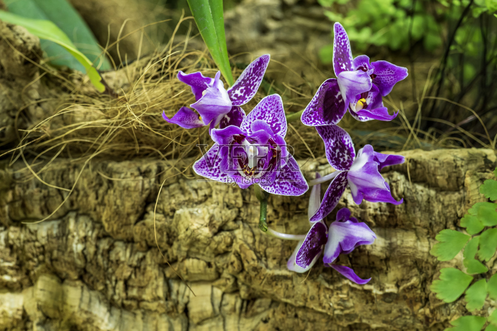 植物园中的紫色兰花照片摄影图片