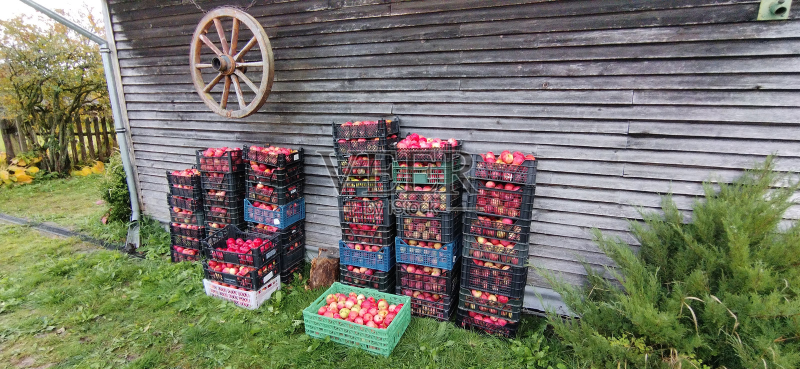 墙上的古老轮子和苹果箱 2022照片摄影图片