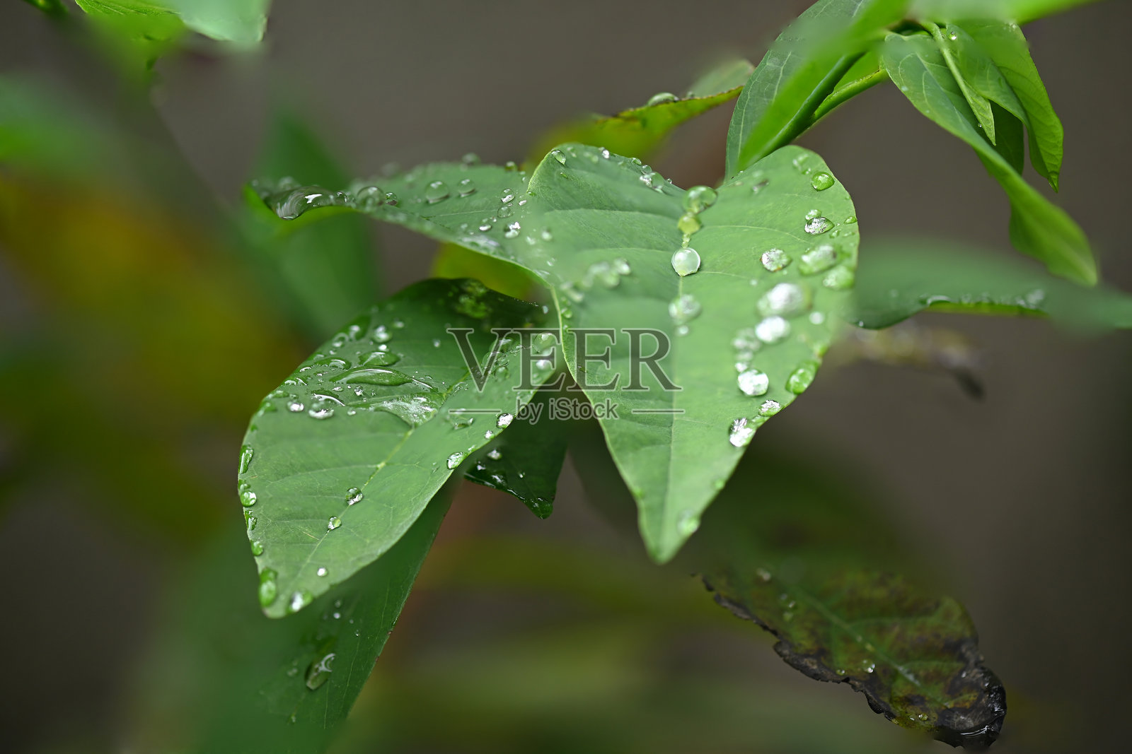 雨水落在花园植物的绿叶上。照片摄影图片