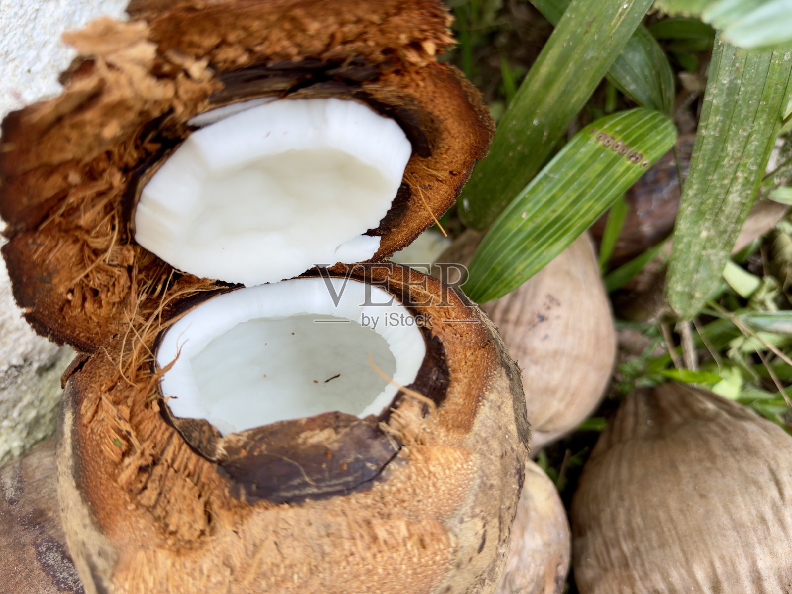 一个开放的绿色椰子，清爽宜人，置身于大自然的怀抱中。晶莹的液体在阳光下闪耀，四周一片绿色，宁静而充满生机。照片摄影图片