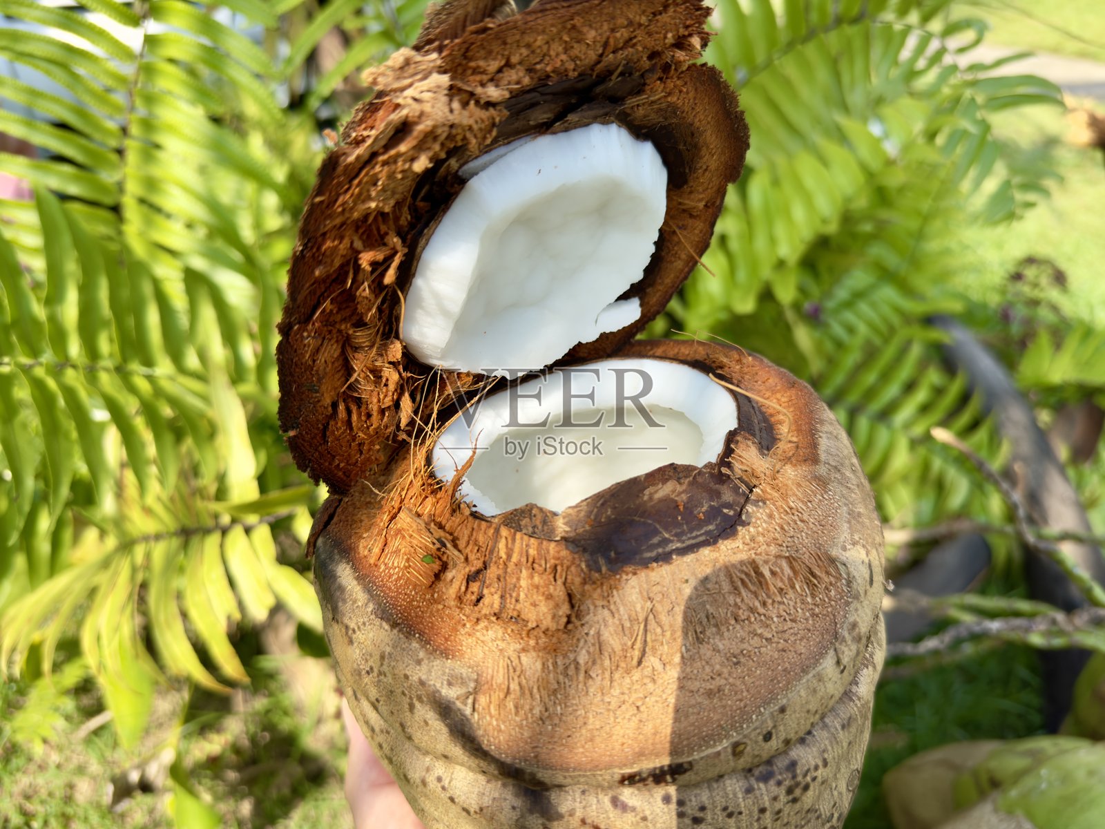 一个开放的绿色椰子，清爽宜人，置身于大自然的怀抱中。晶莹的液体在阳光下闪耀，周围一片绿色，宁静而充满生机。照片摄影图片