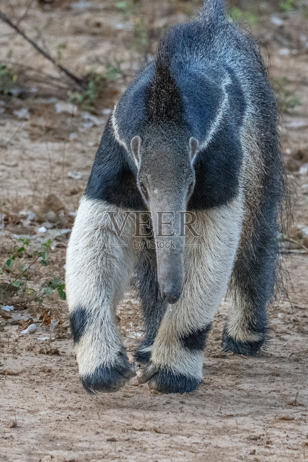 巨型食蚁兽 - 塔马杜阿照片摄影图片