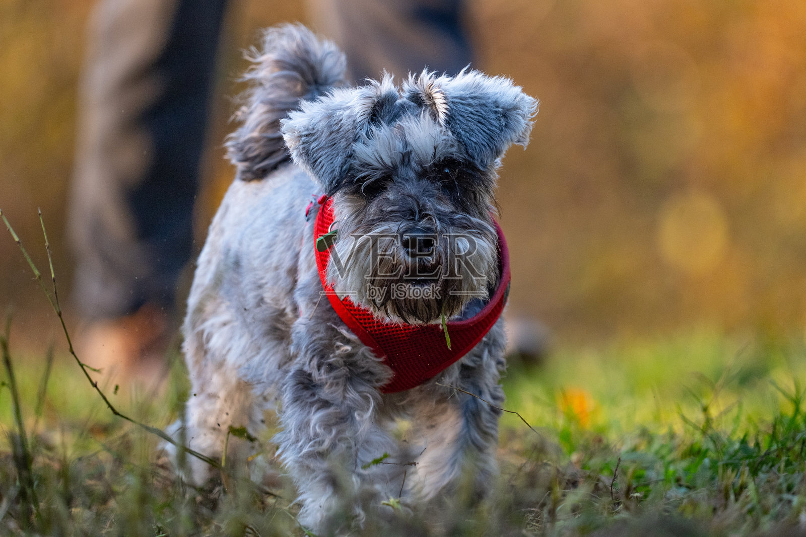迷你雪纳瑞照片摄影图片
