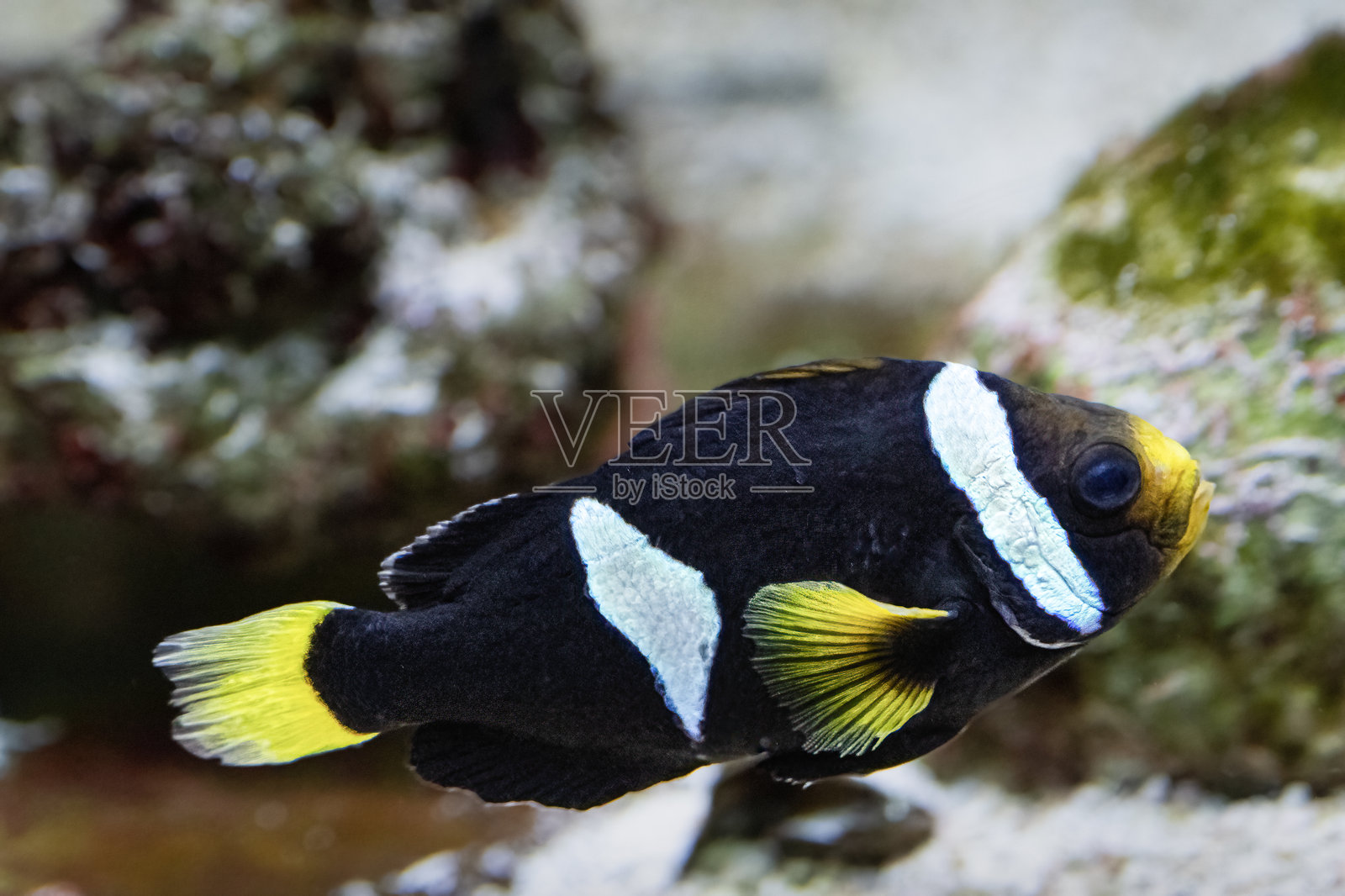 克拉克氏小丑鱼，分布于印度洋、太平洋和红海。照片摄影图片