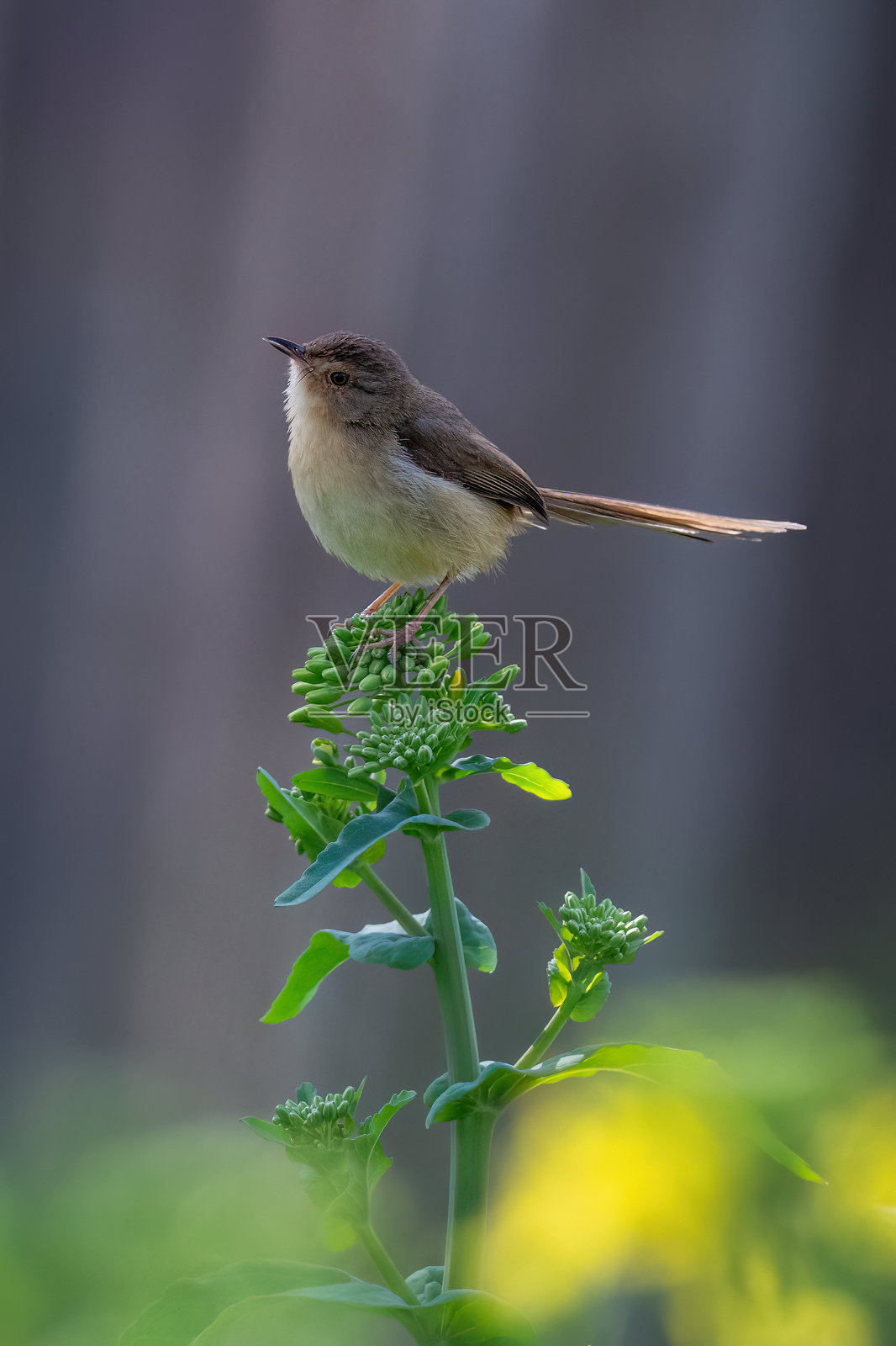 鸟类照片摄影图片