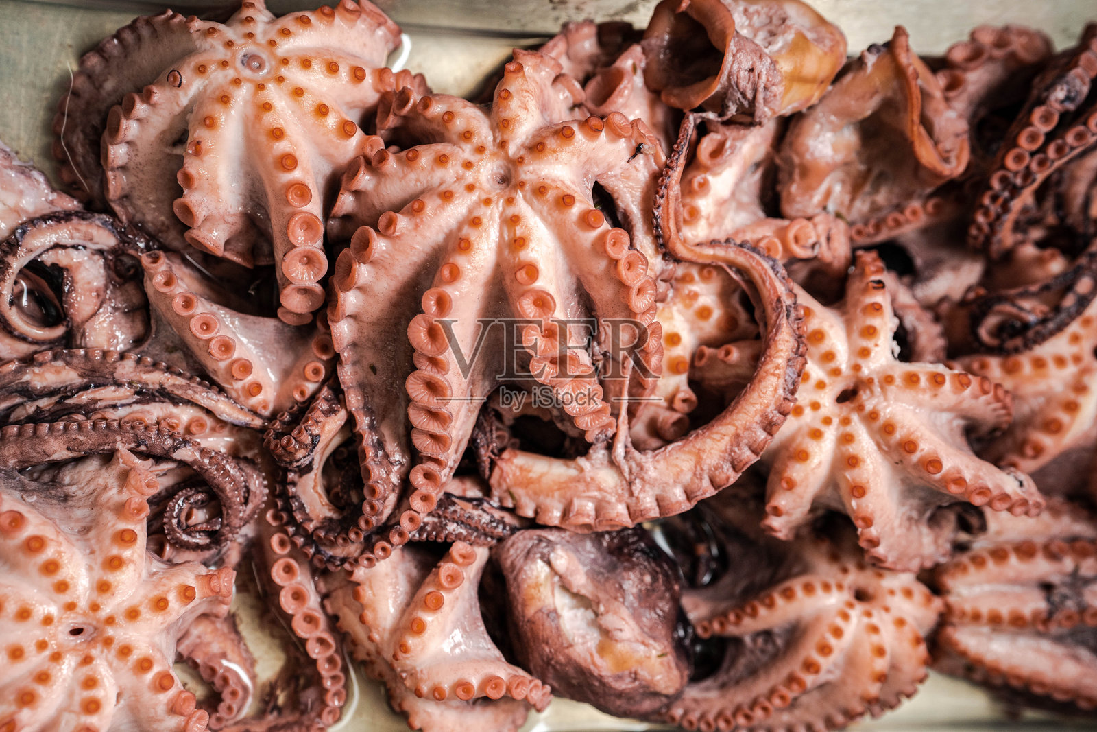 生章鱼准备烹饪照片摄影图片