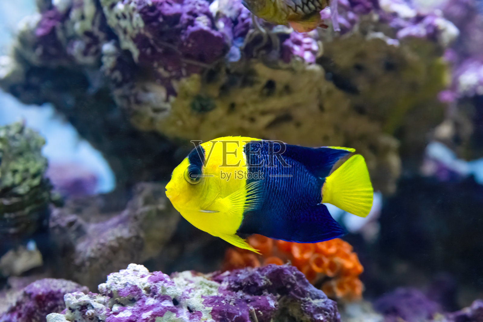 双色天使鱼，学名Centropyge bicolor，生长深度范围为1到25米。照片摄影图片