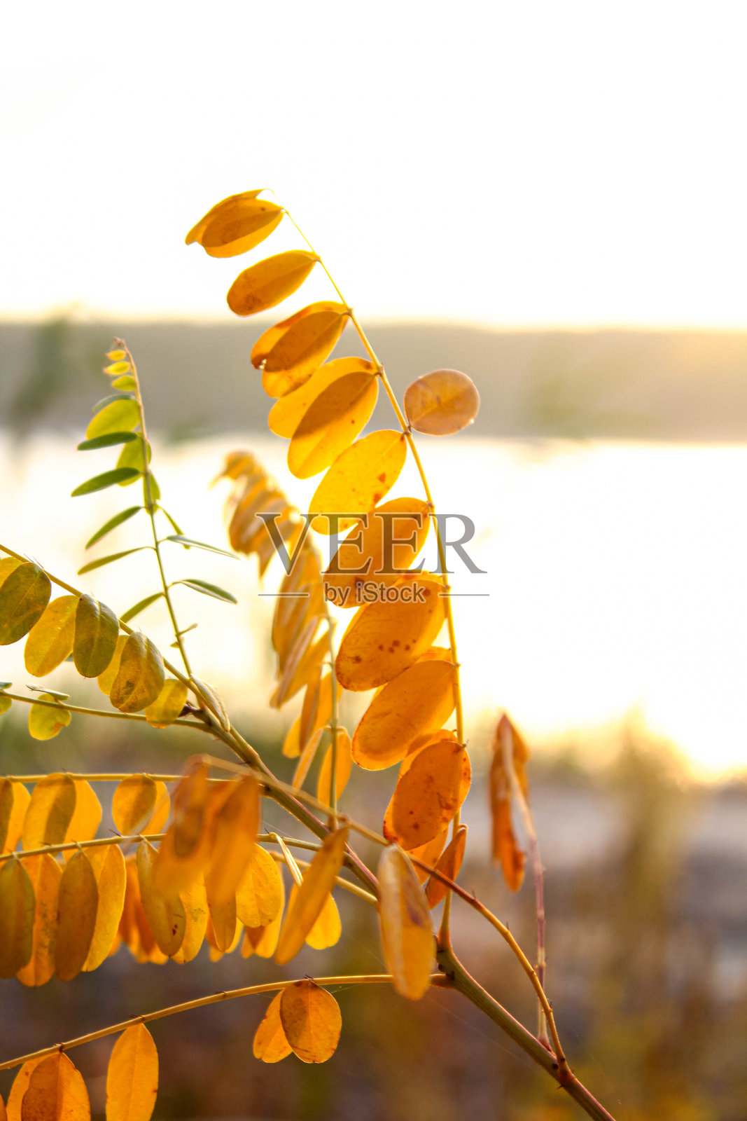 美丽的金合欢树叶在阳光明媚的秋天呈现出白色和黄色的叶子。照片摄影图片