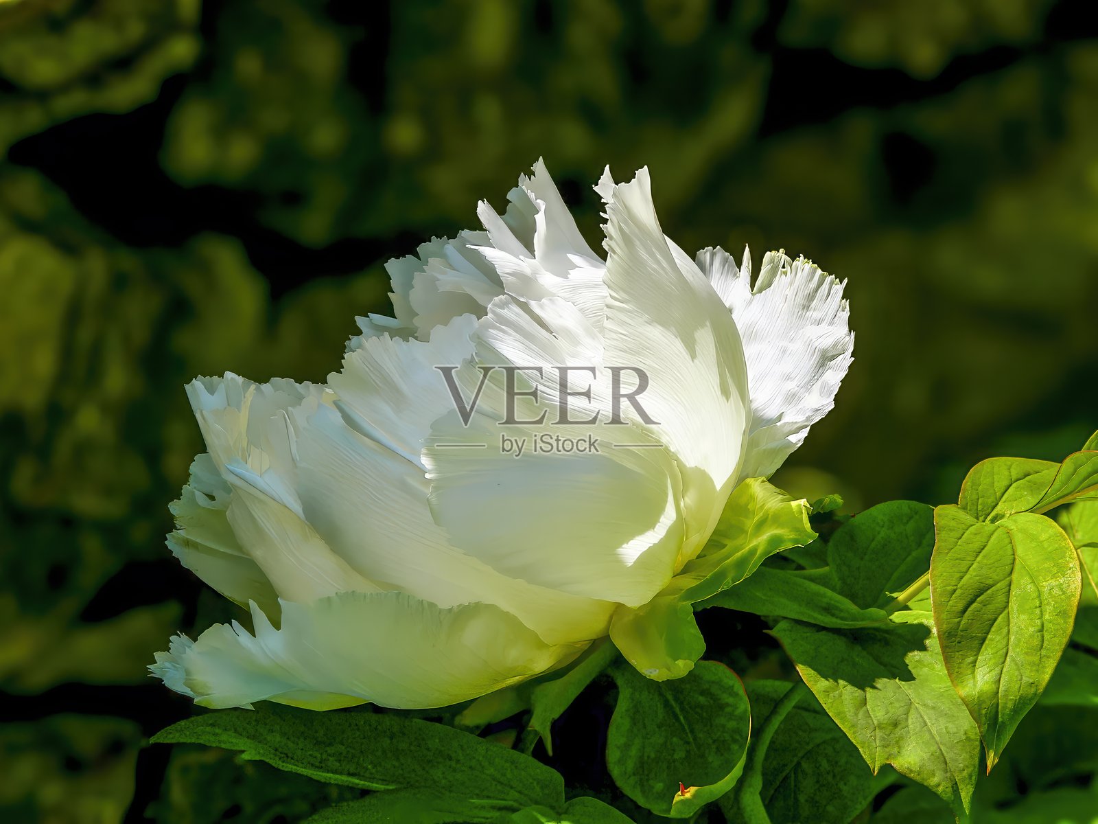 壮丽的牡丹花（Paeonia officinalis），也被称为农民牡丹。照片摄影图片