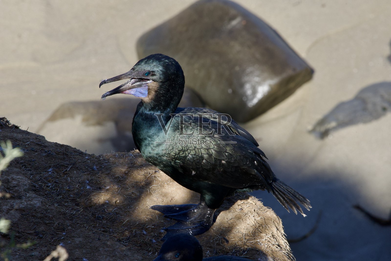 水鸟的特写侧面图照片摄影图片