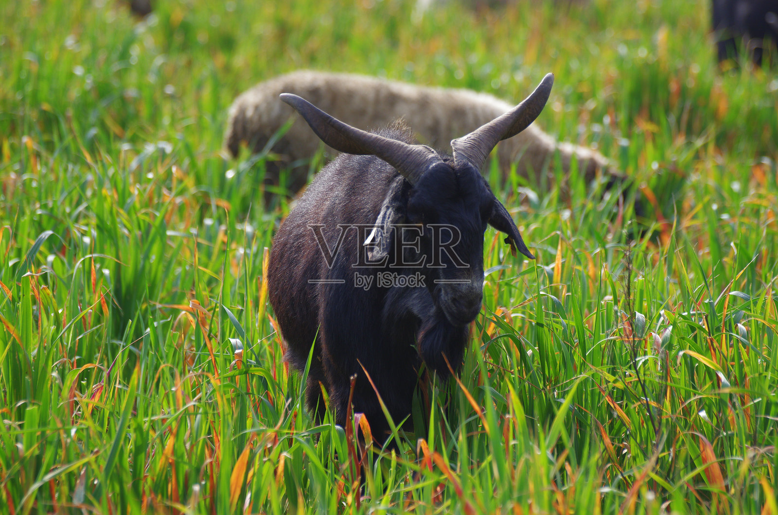 在草地上站立的山羊肖像照片摄影图片