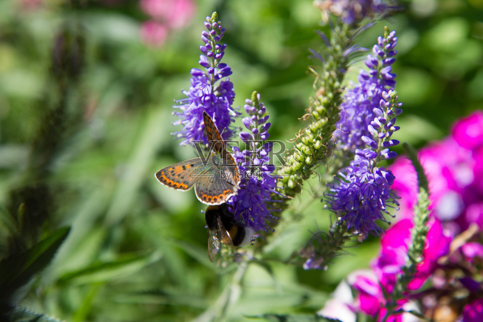 黑色铜蝴蝶停在尖刺车前草上照片摄影图片