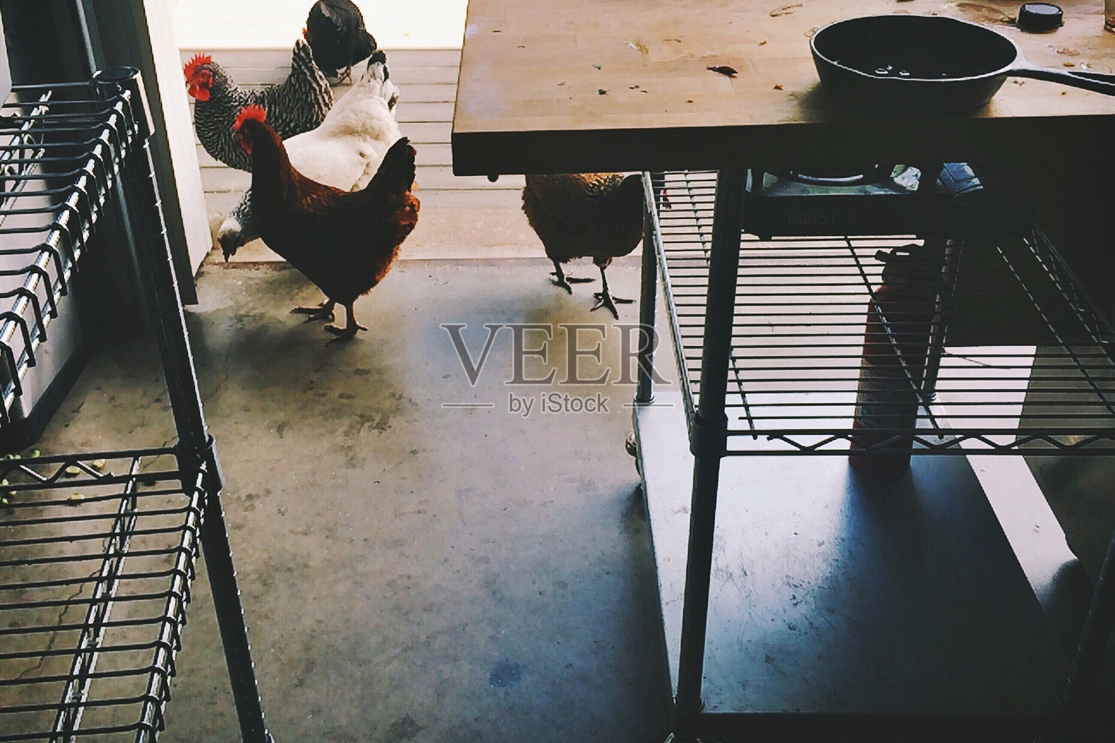 高角度视图的鸡在厨房里站着照片摄影图片