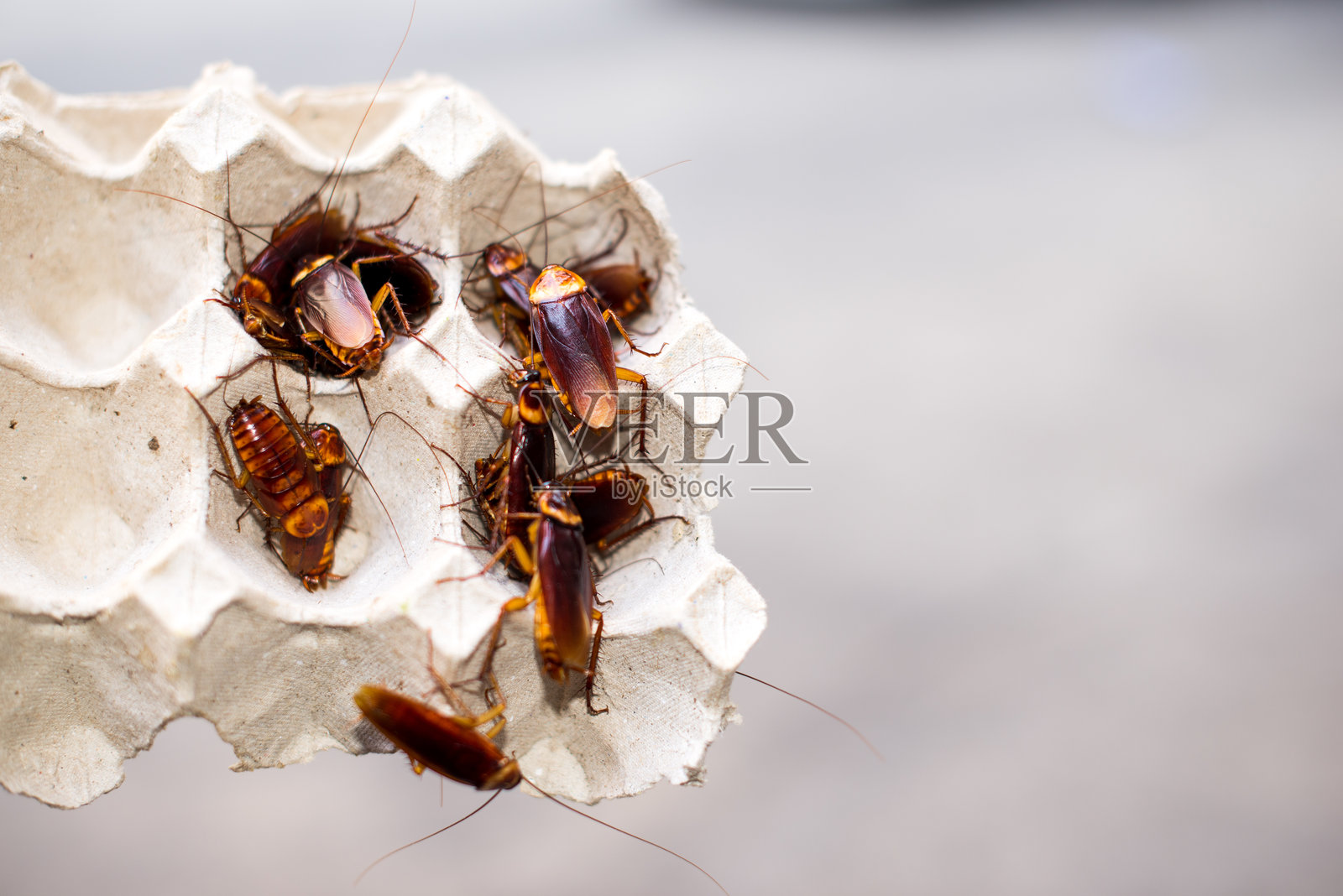 蜜蜂特写镜头照片摄影图片