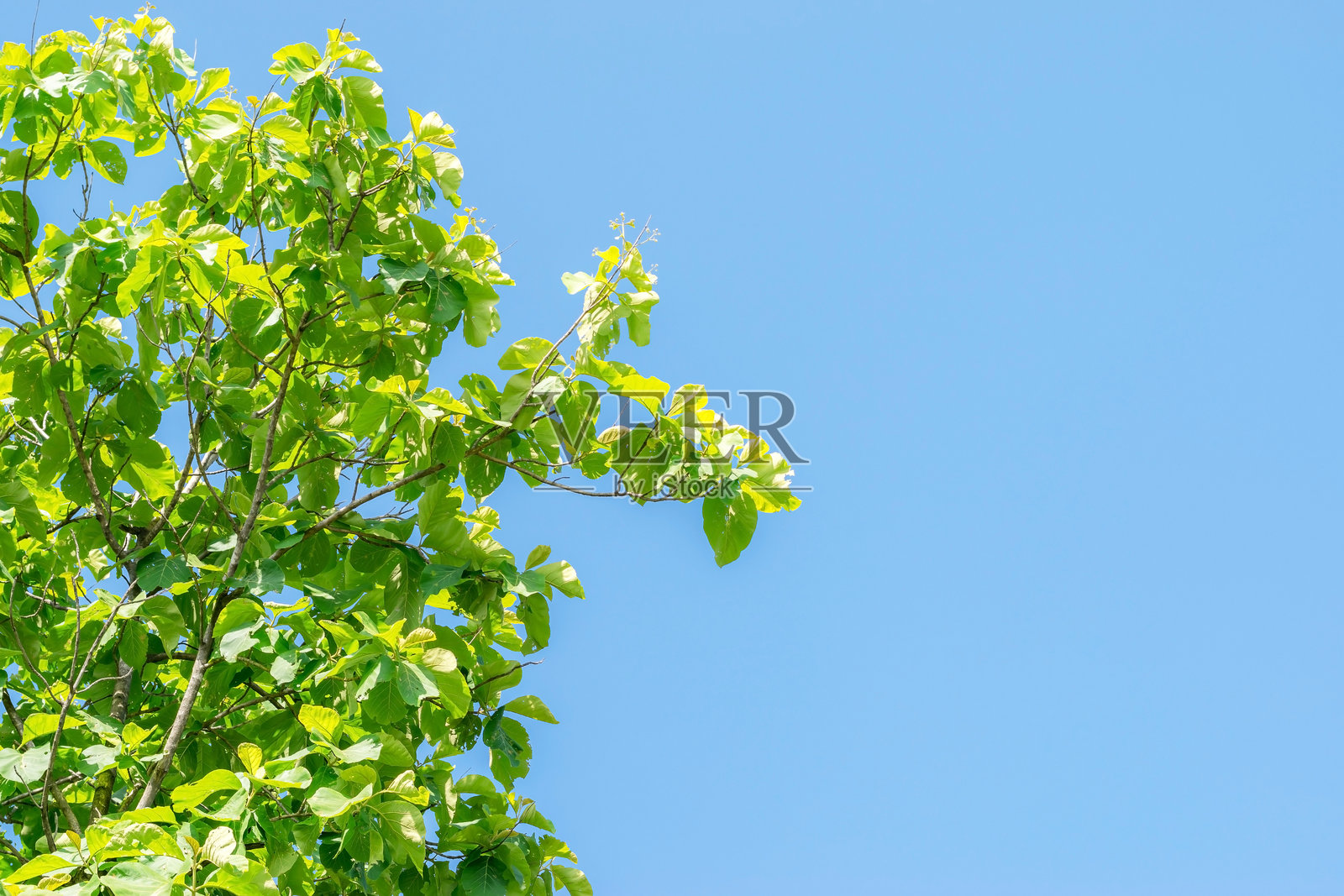 低角度视图的植物与晴朗的蓝天照片摄影图片