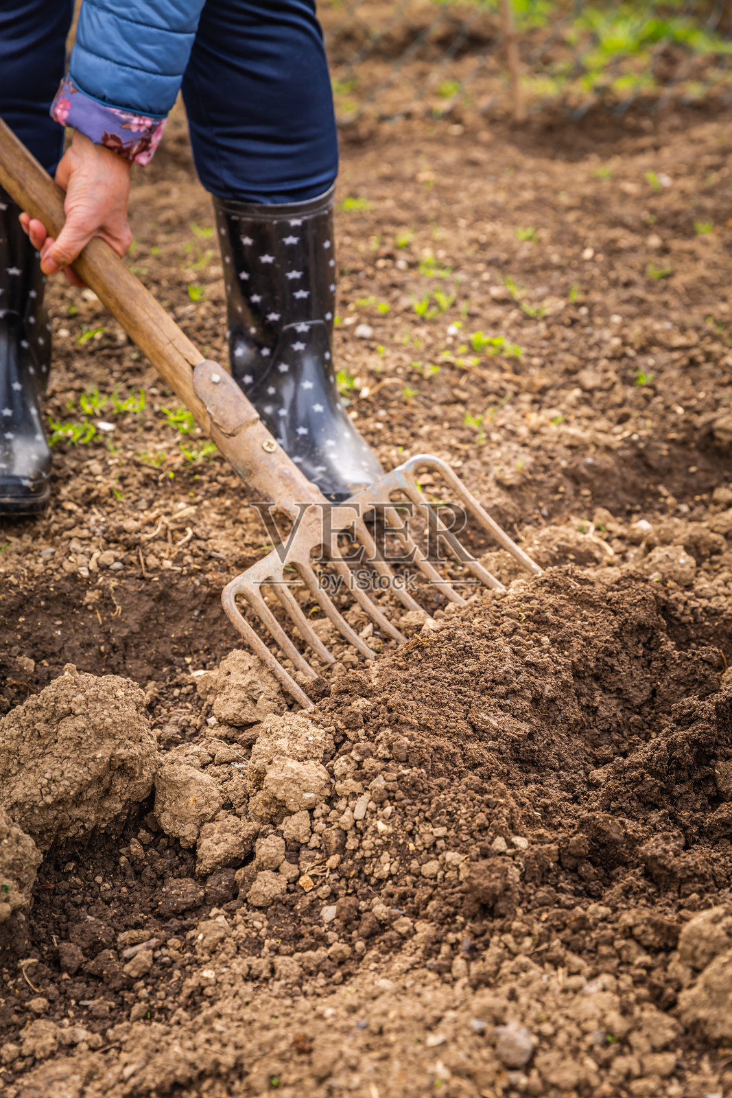 老年园丁用园艺叉翻土，为秋季种植准备土壤。照片摄影图片