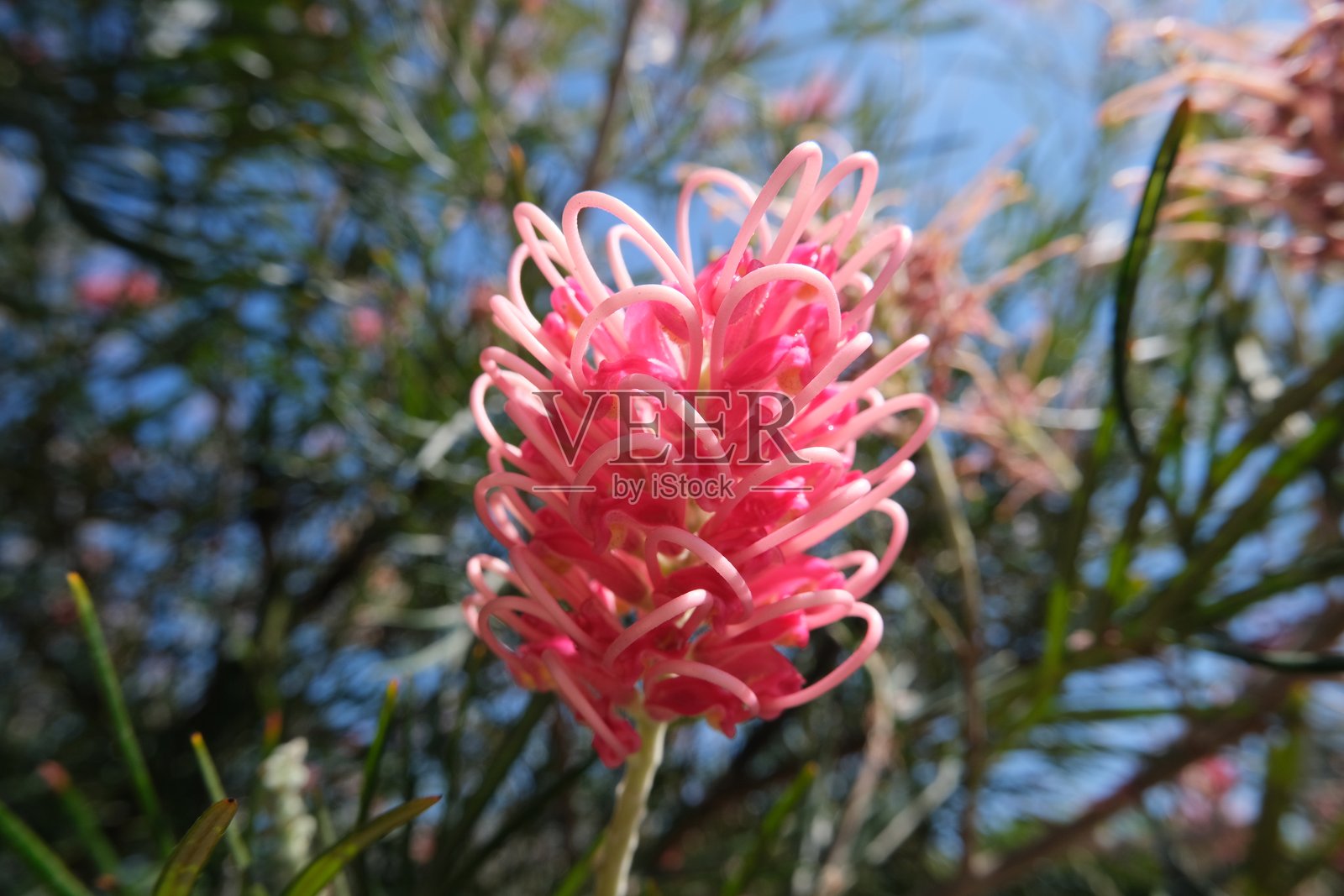粉色瓶刷花特写照片摄影图片