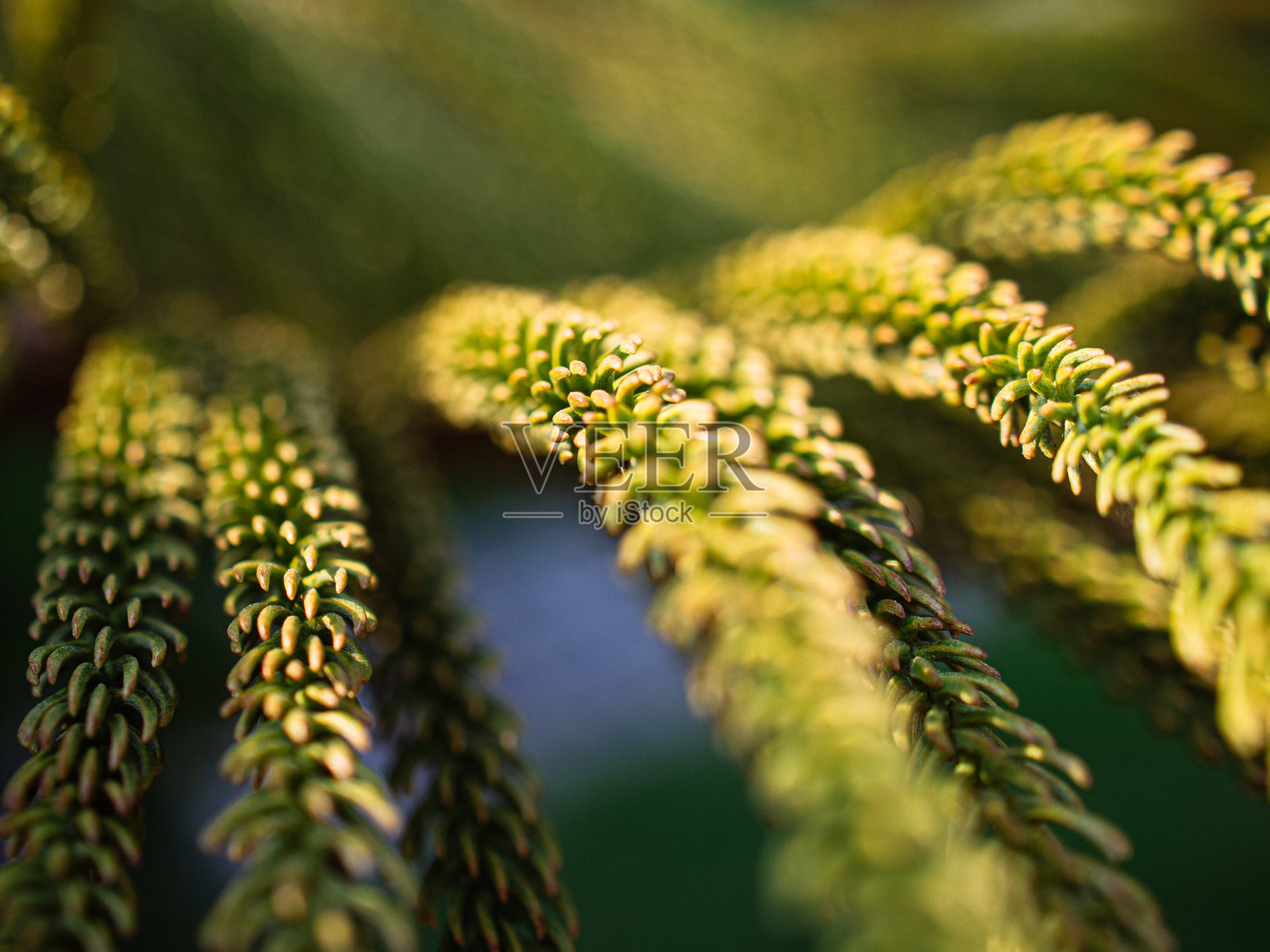 松叶特写照片摄影图片