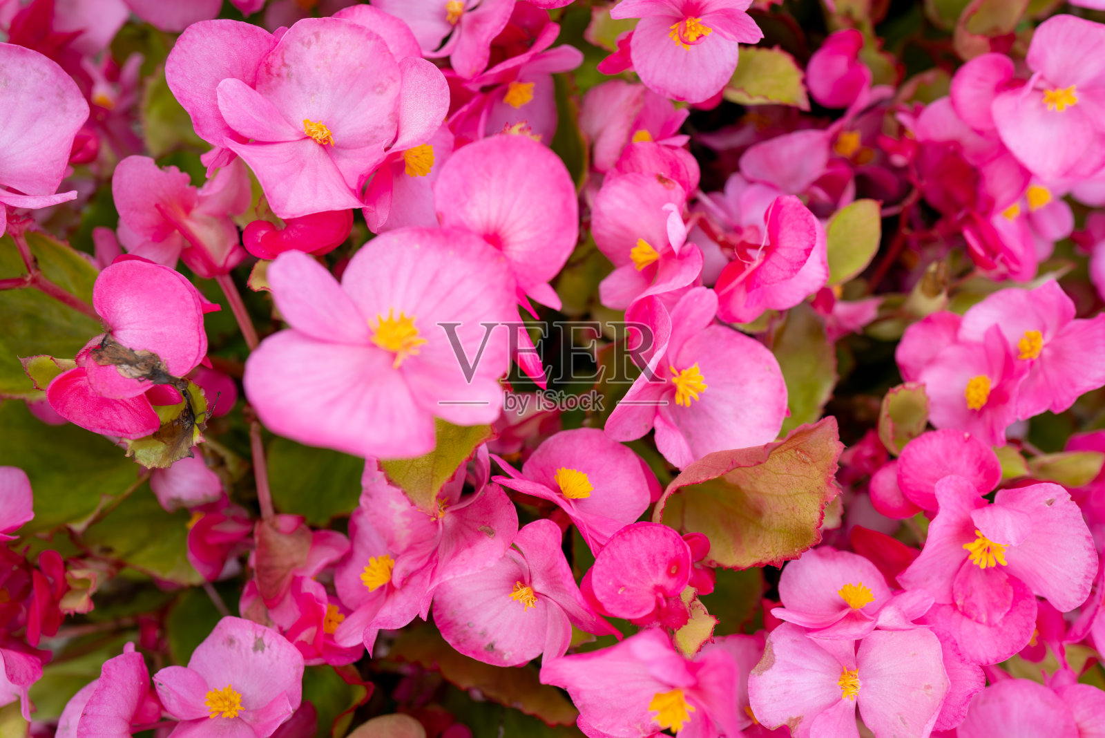 蜡梅花在花坛中盛开。照片摄影图片