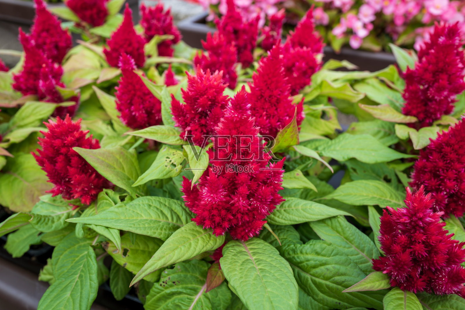 花坛中的鸡冠花材料。照片摄影图片