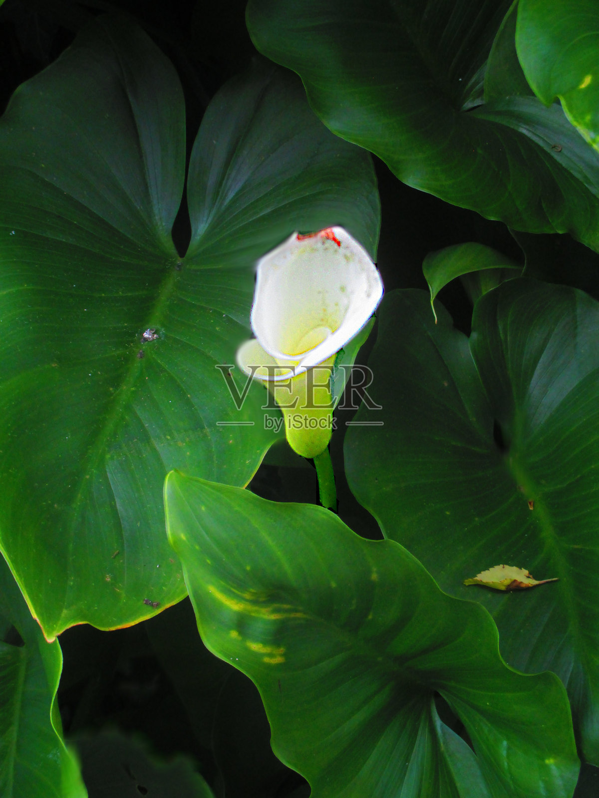 阿鲁姆照片摄影图片