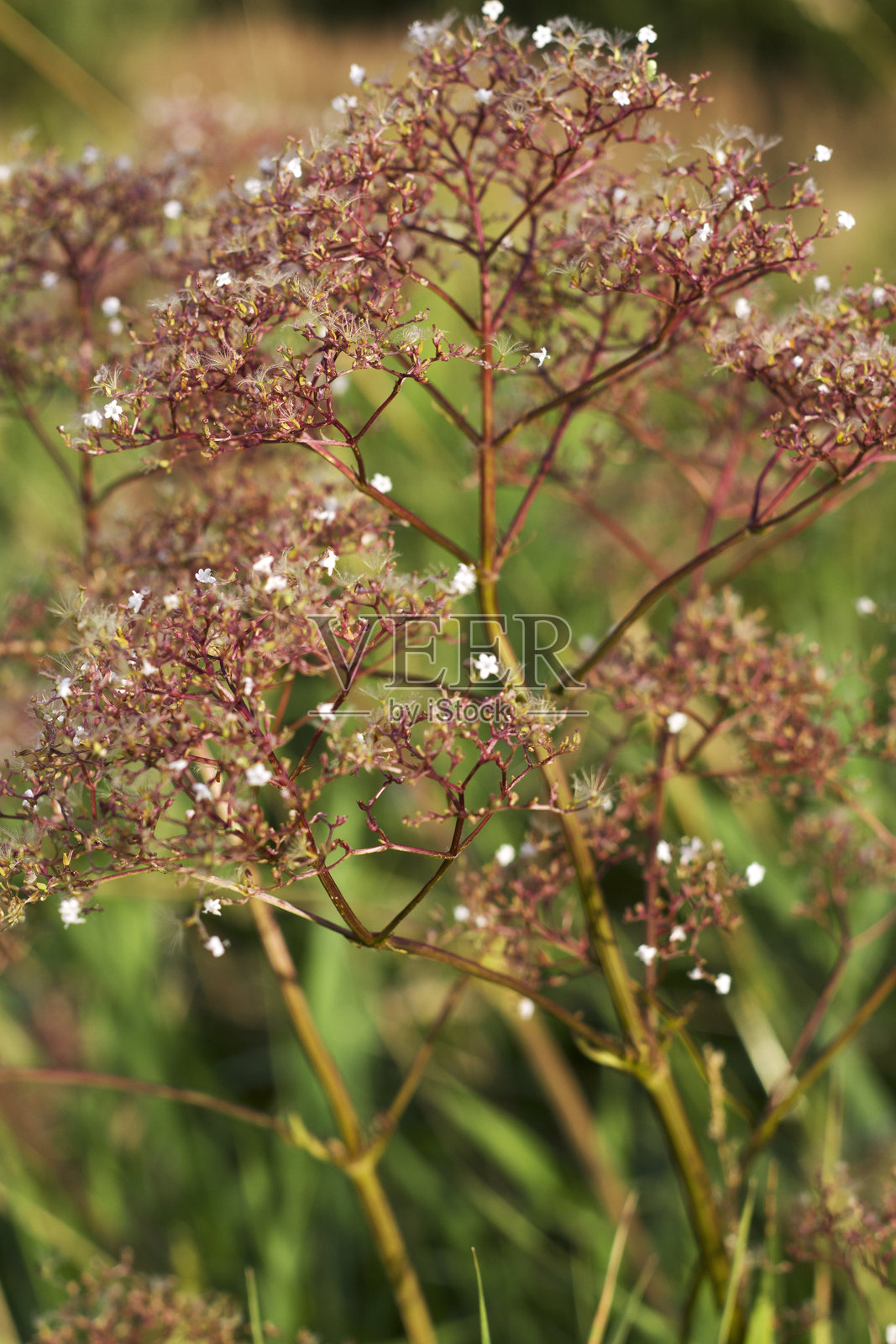 盛开的缬草照片摄影图片