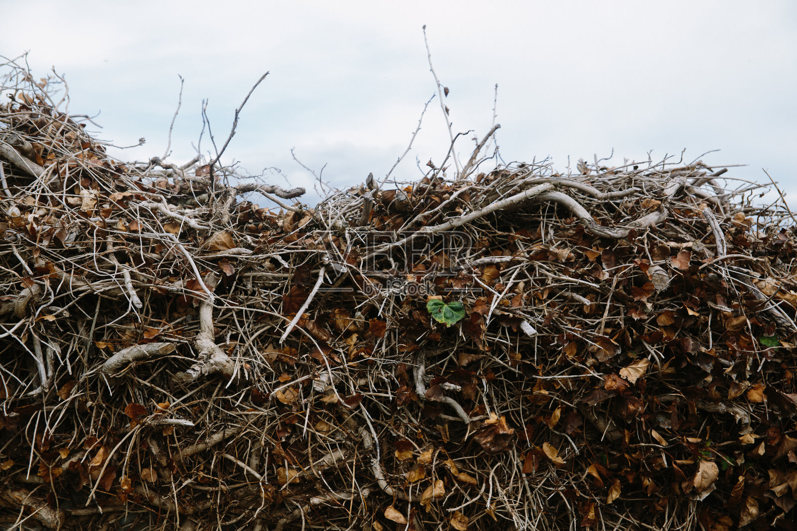 低角度特写天空景观照片摄影图片
