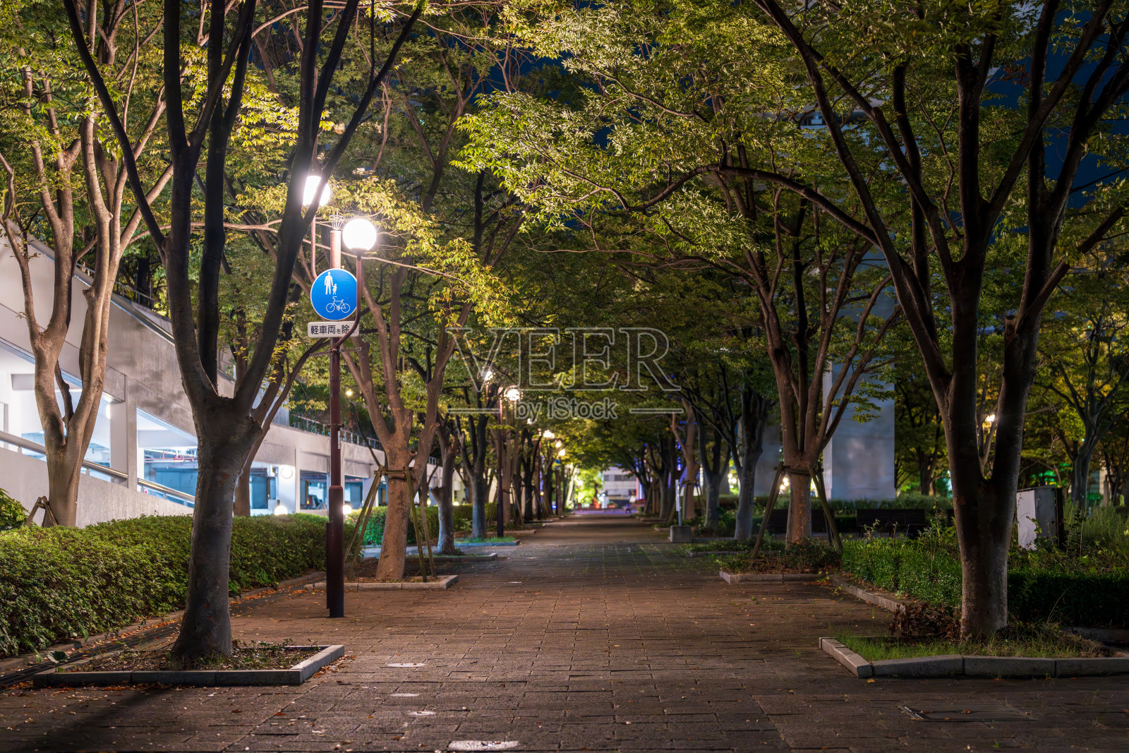 夜晚的公园，四周环绕着树木，明亮的街灯照耀着。照片摄影图片