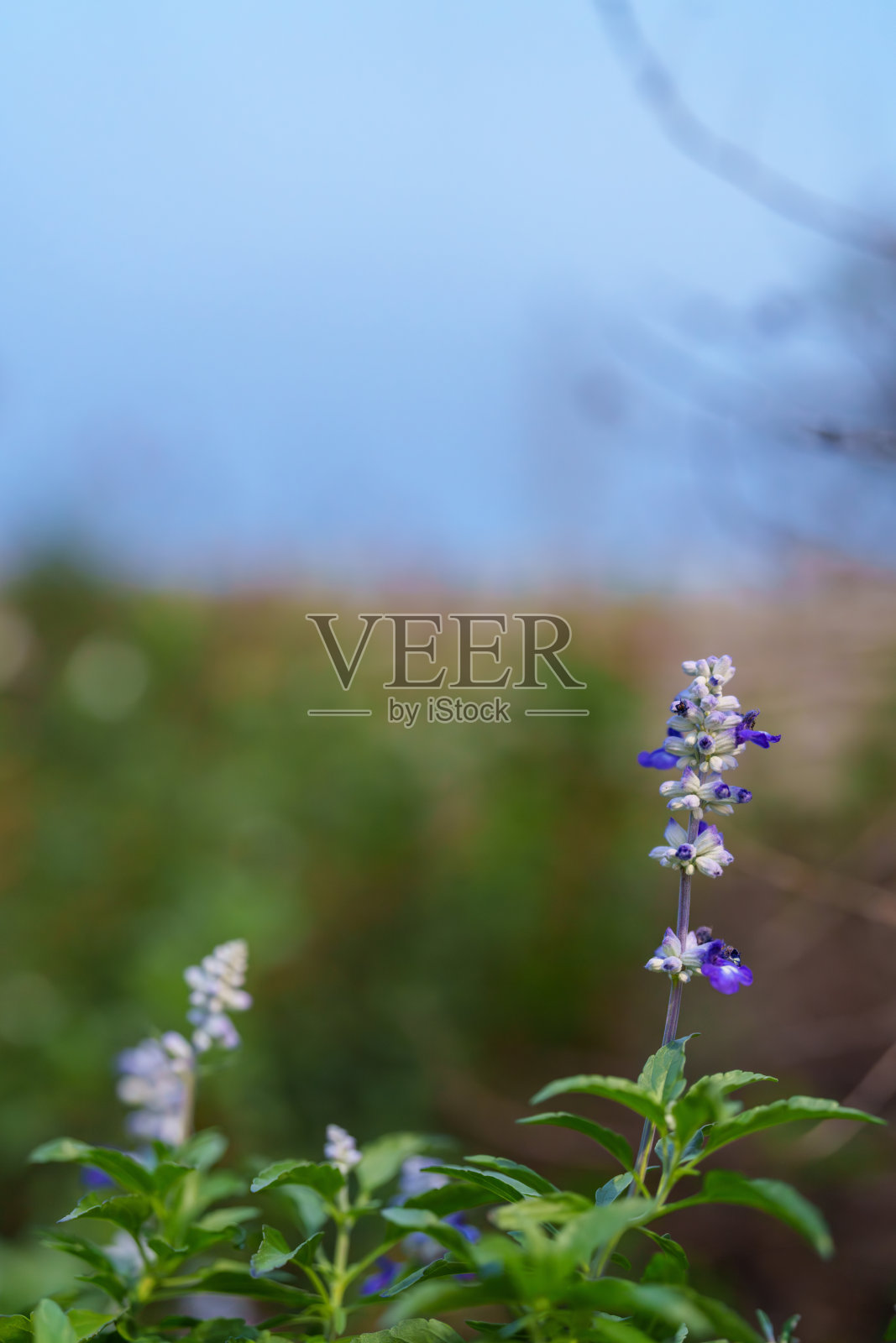 公园里的蓝色鼠尾草花。照片摄影图片