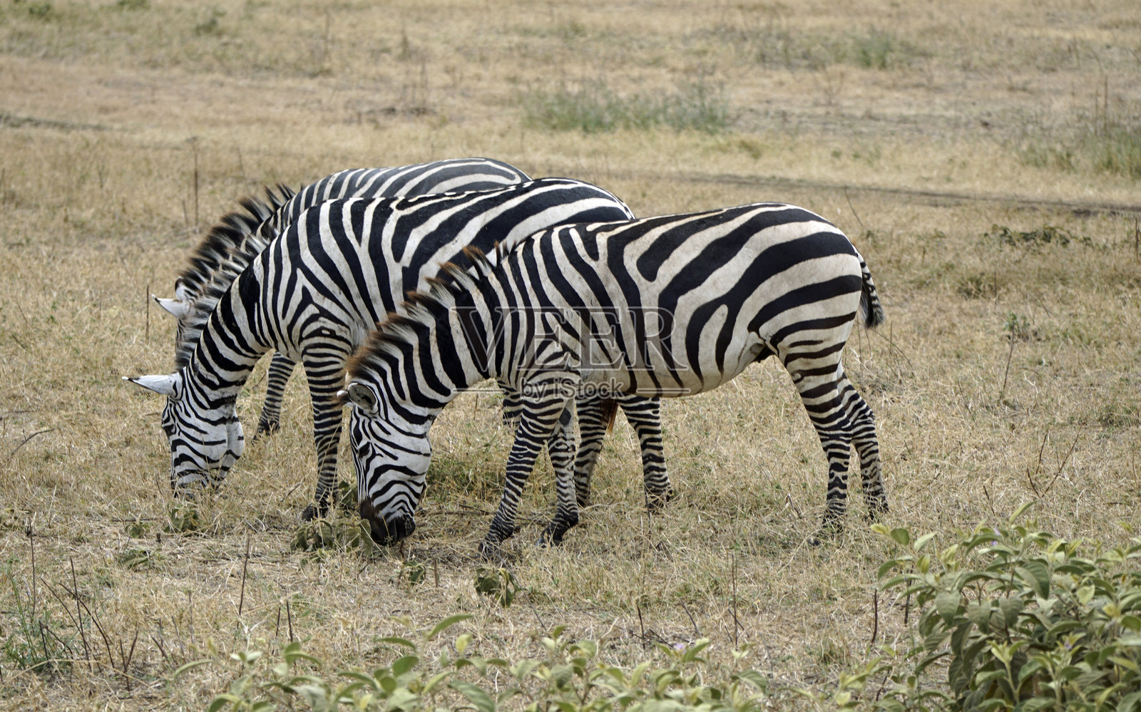 坦桑尼亚野生动物园照片摄影图片