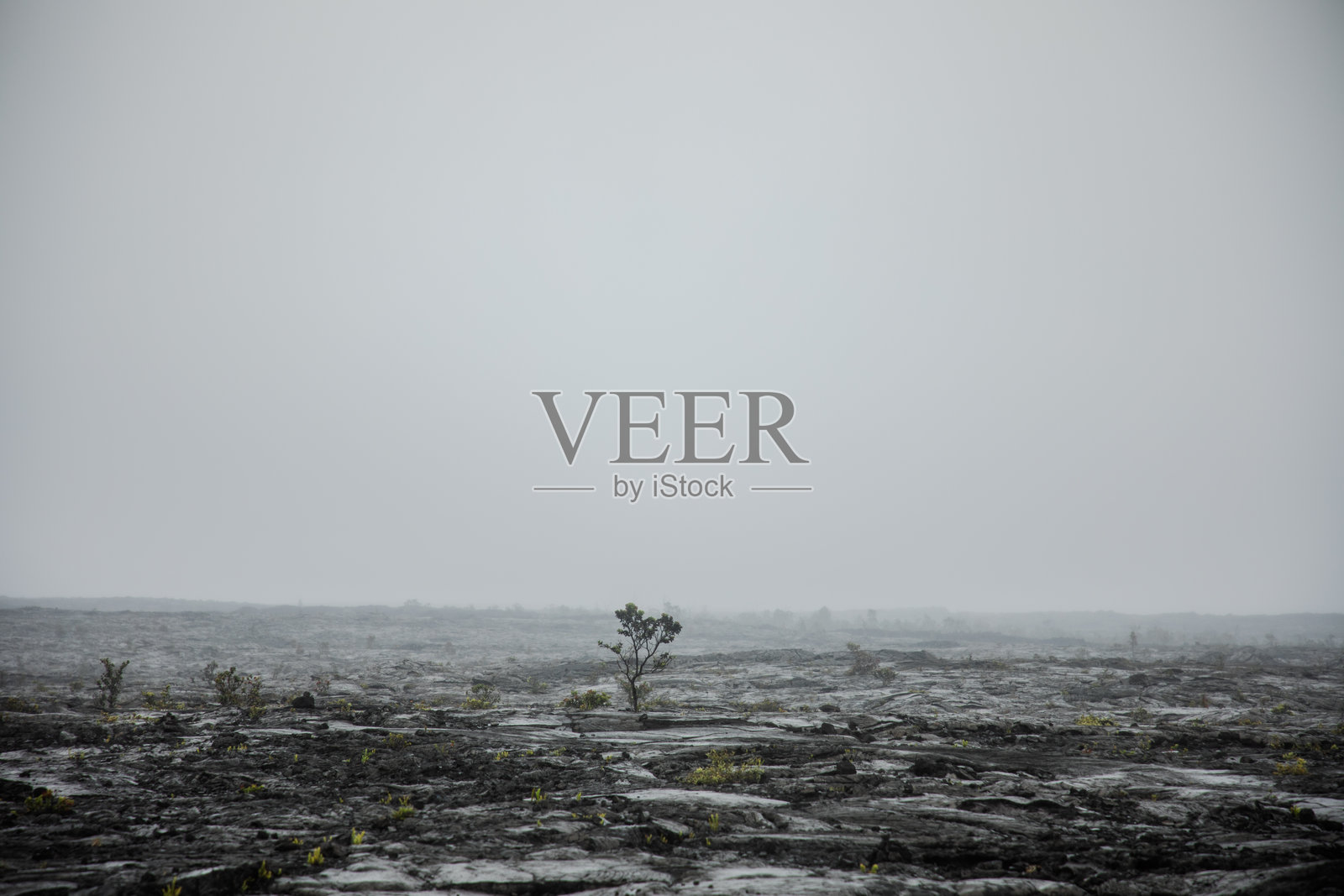 火山土地上的树木照片摄影图片