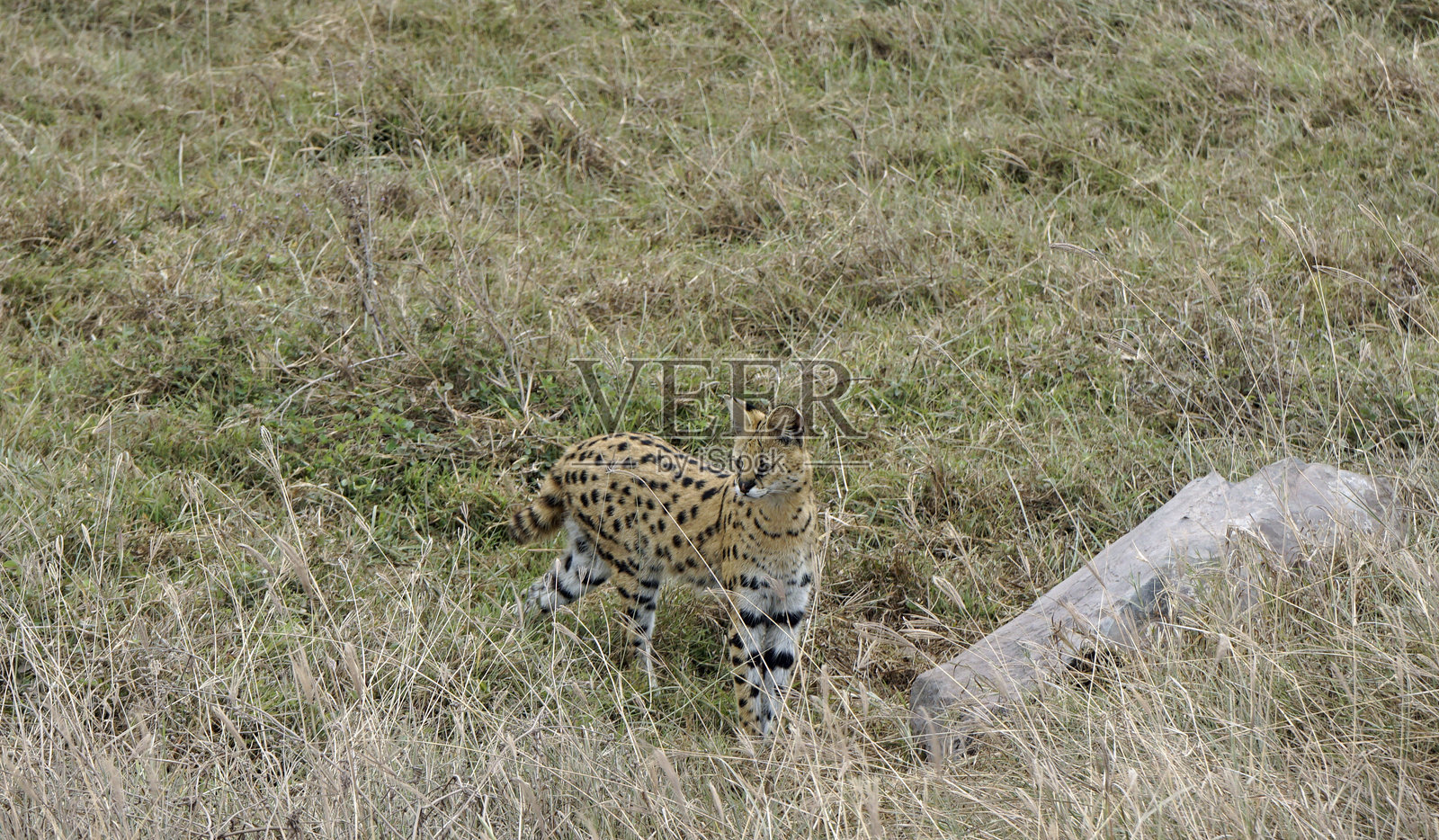 坦桑尼亚野生动物园照片摄影图片