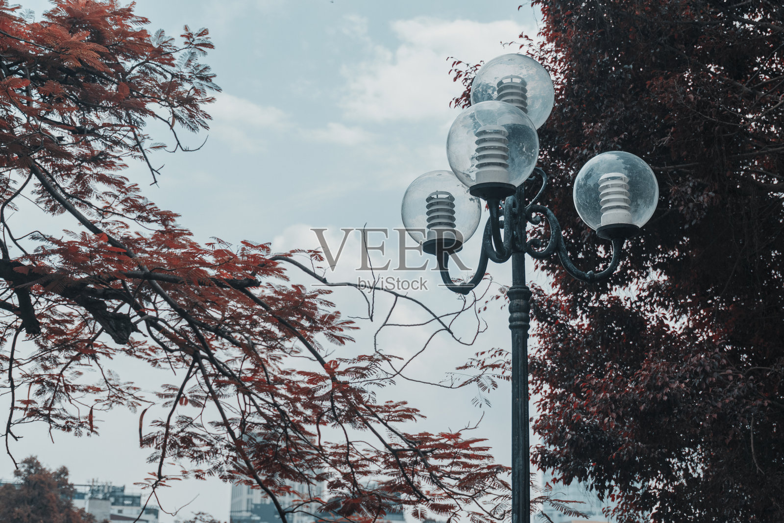 灯笼特写，背景是一棵红叶树照片摄影图片