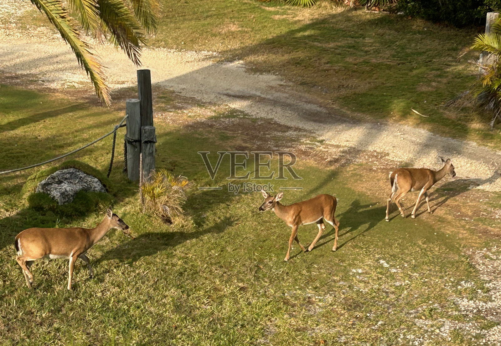 三只钥匙鹿照片摄影图片
